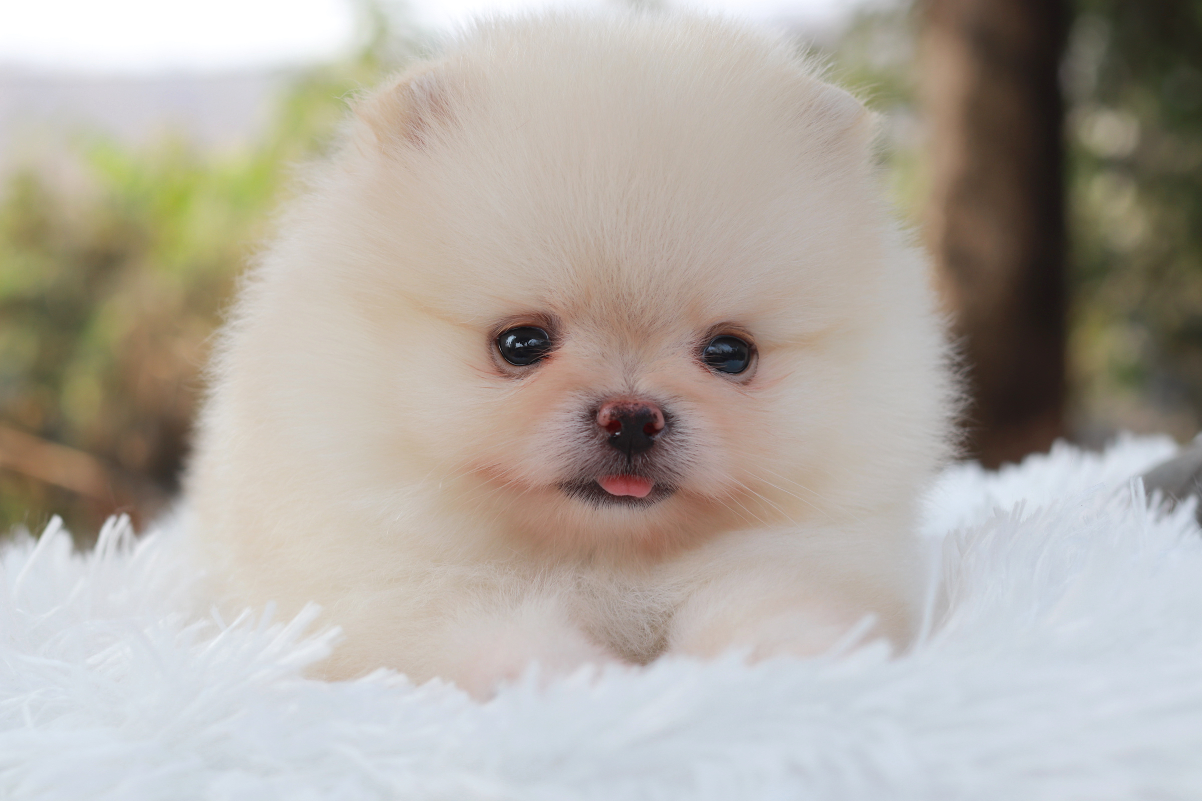 ปอมเมอเรเนียน เพศผู้ สีขาวครีม