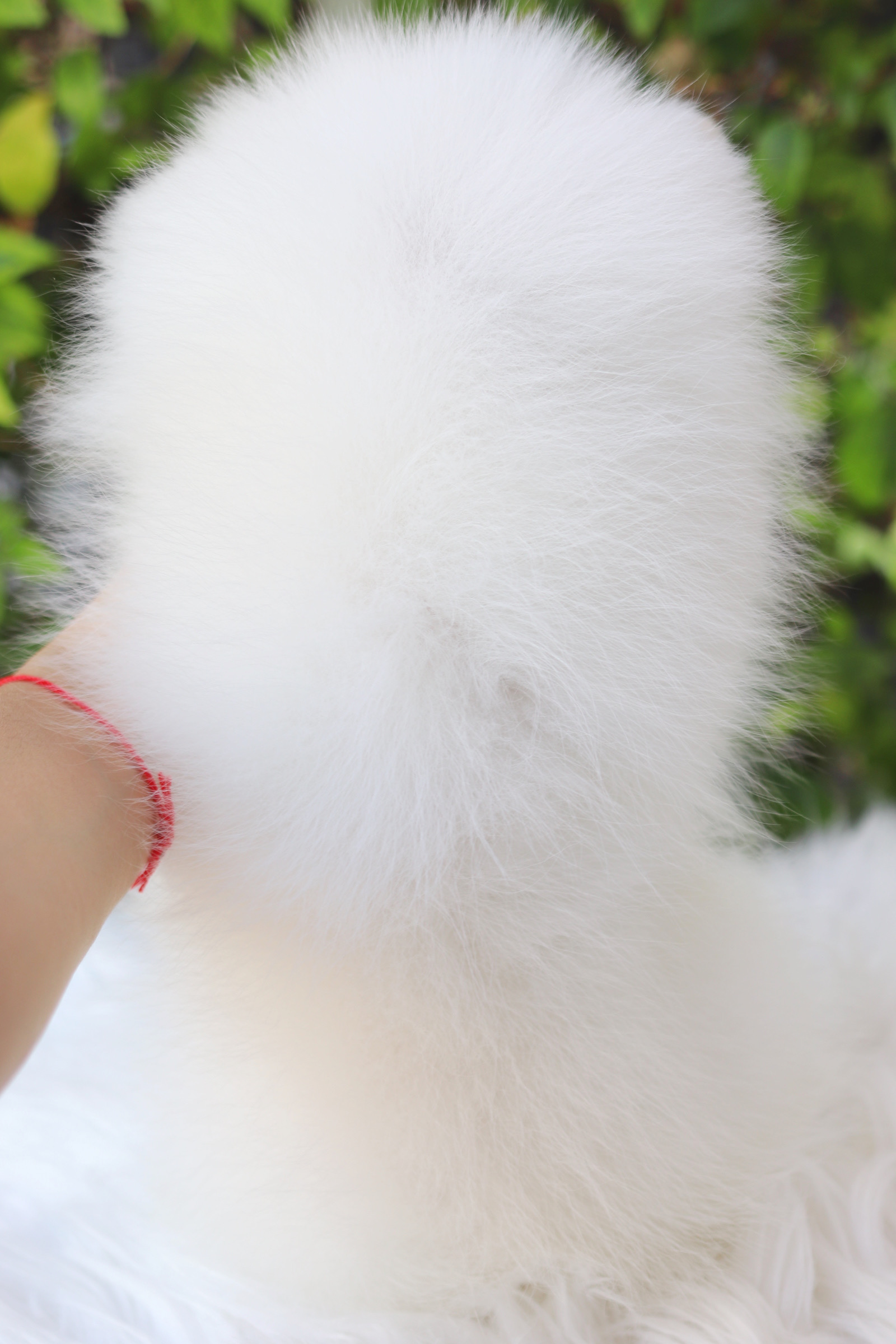 ปอมเมอเรเนียน เพศเมียสีขาว