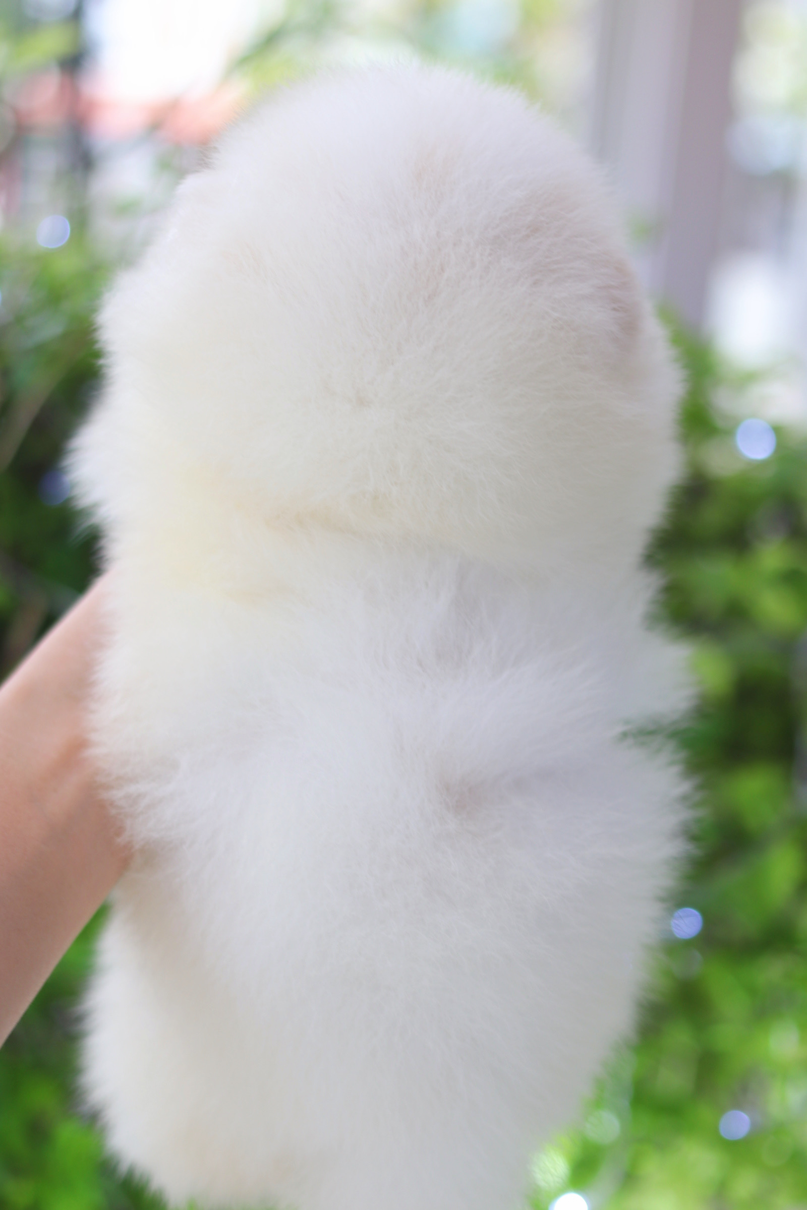 ปอมเมอเรเนียน เพศผู้ขาวครีม