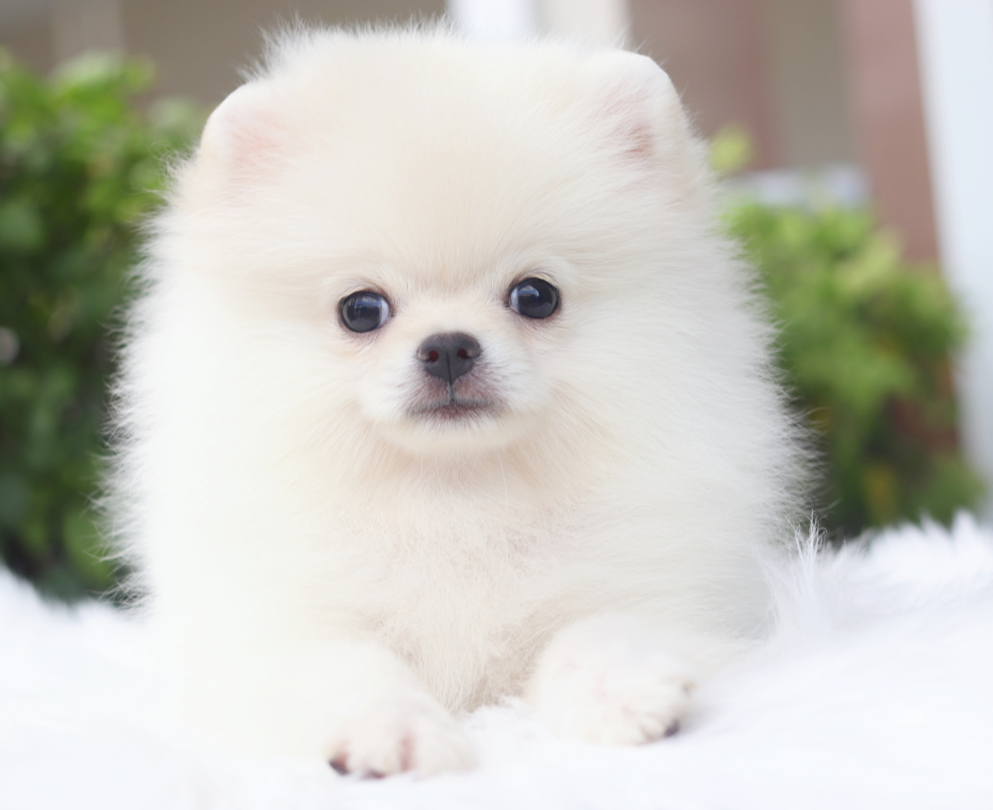 ปอมเมอเรเนียน เพศเมียสีขาวครีม