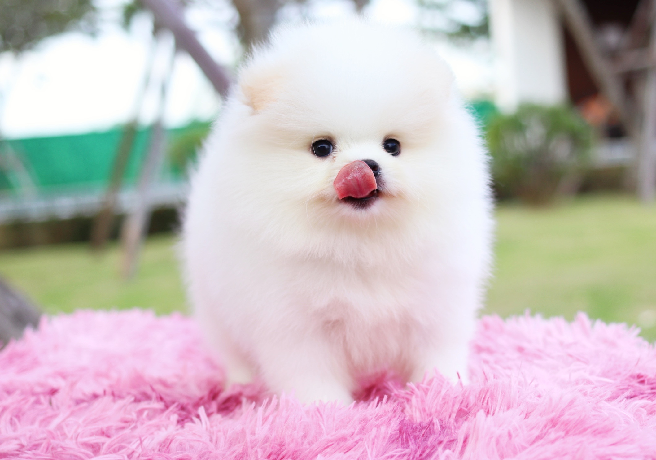 ปอมเมอเรเนียน เพศผู้ เกรดโชว์ สีขาวครีม