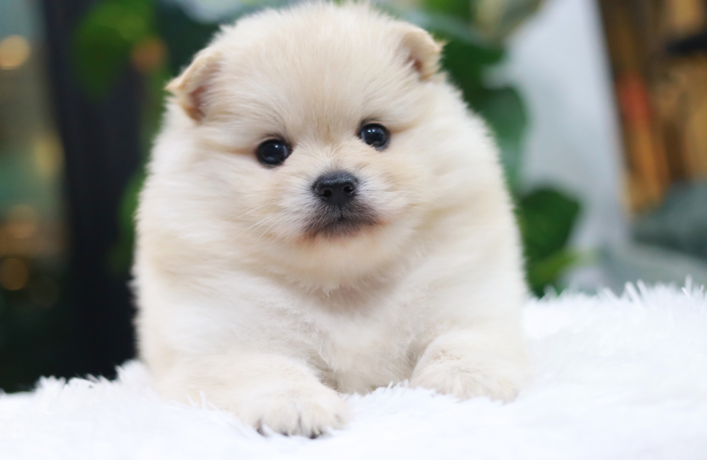 ปอมเมอเรเนียน เพศผู้ สีขาวครีม ไซส์ปกติ