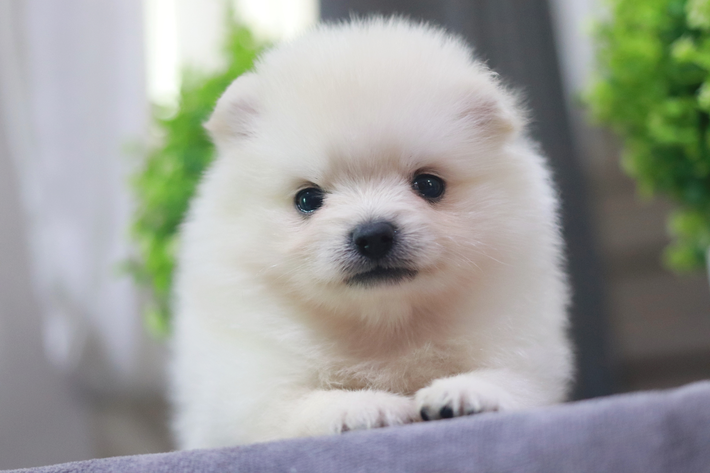 ปอมเมอเรเนียน เพศเมีย