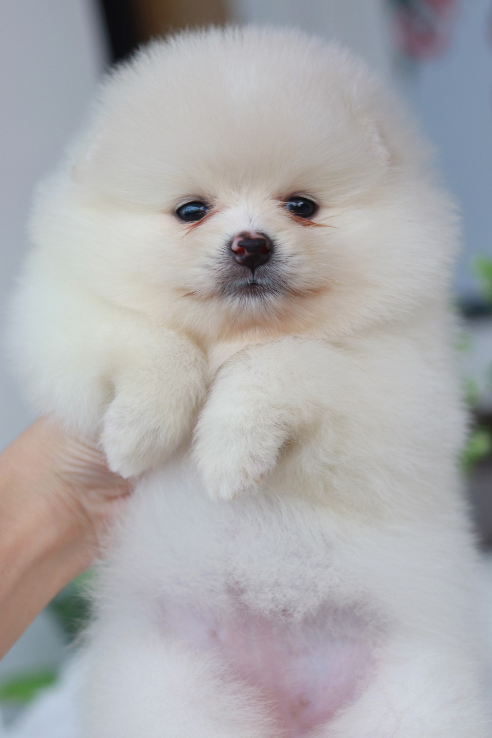 ปอมเมอเรเนียน เพศเมียขาว