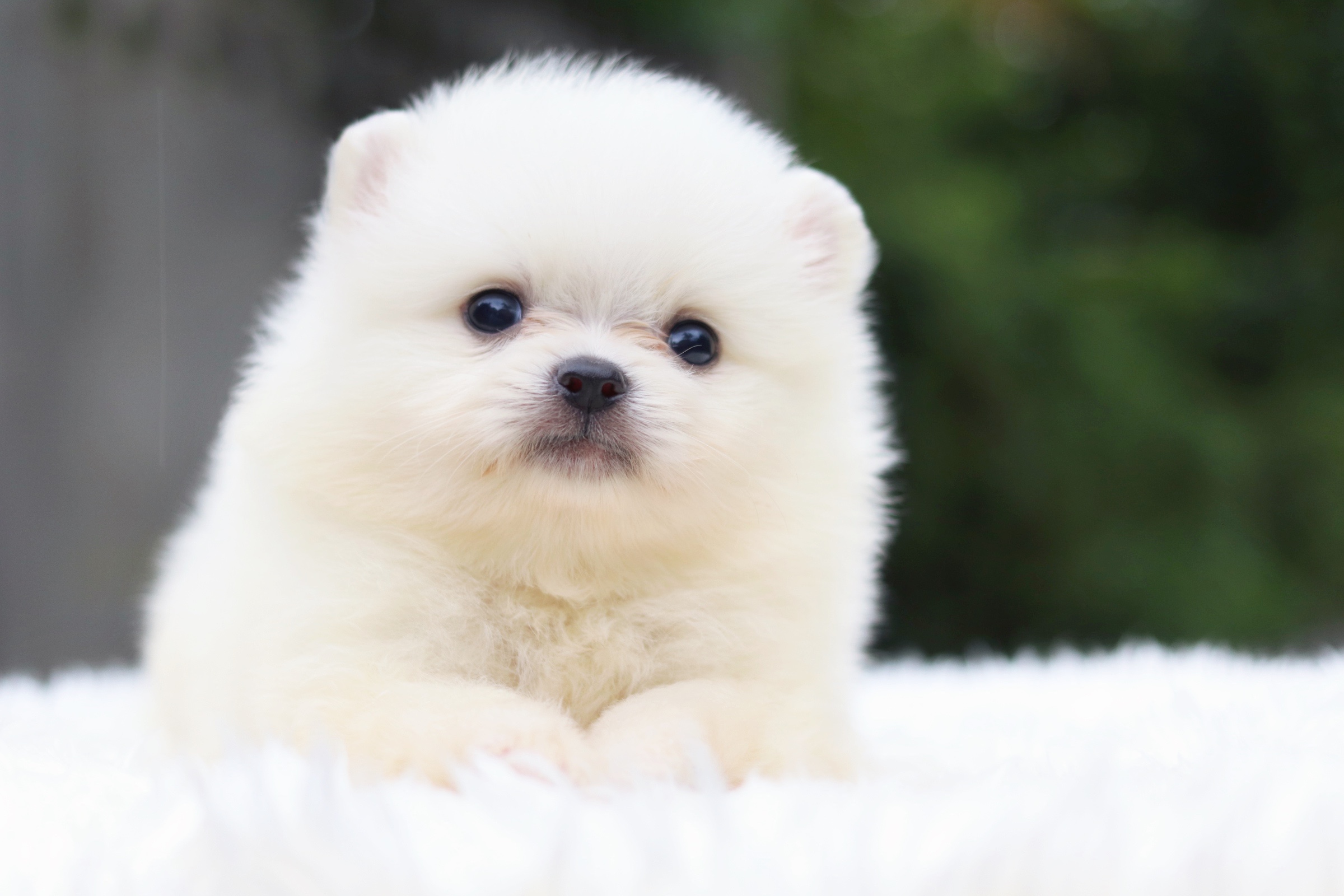 ปอมเมอเรเนียน เพศผู้ขาวครีม ไซส์เล็ก