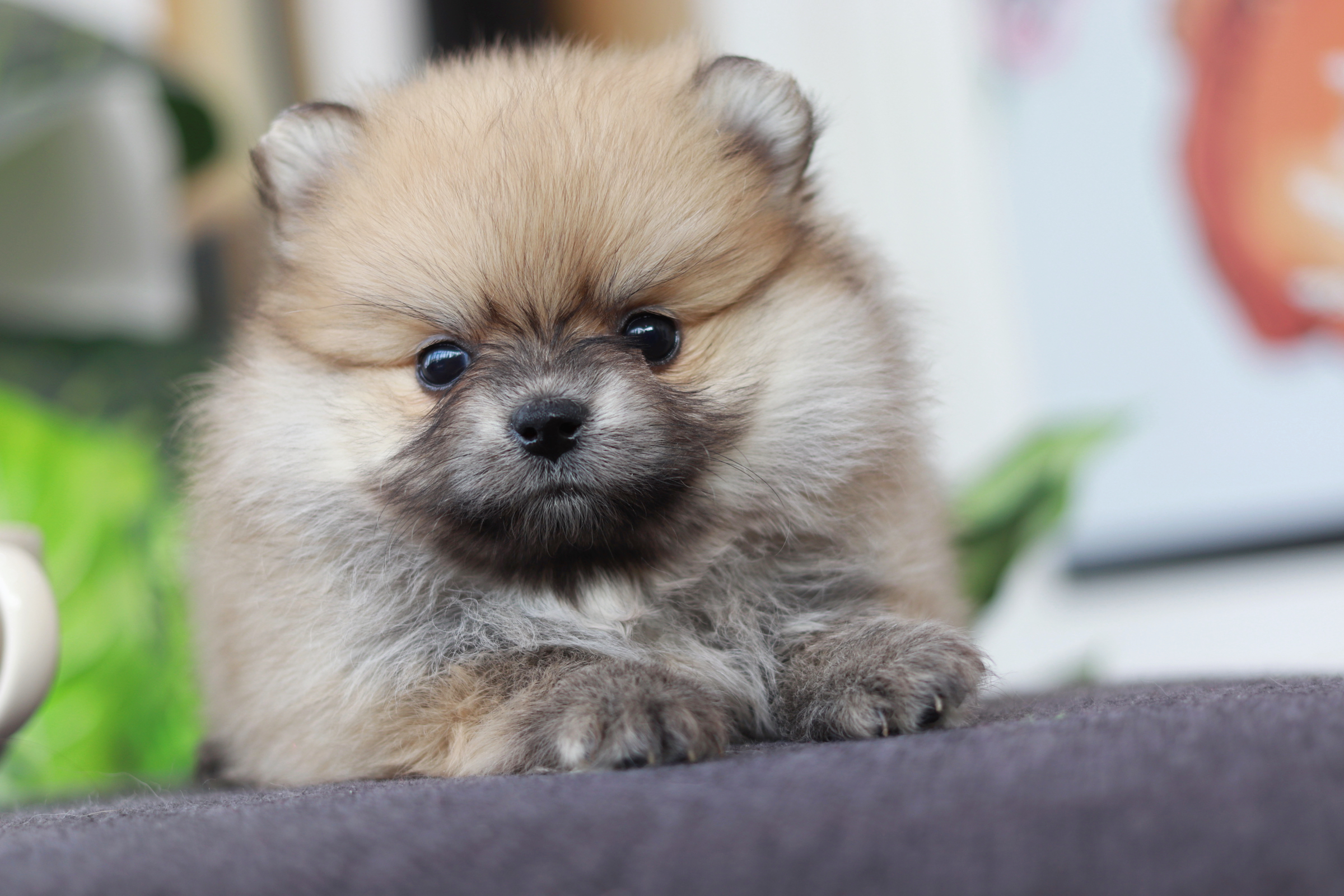 ปอมเมอเรเนียน เพศเมีย