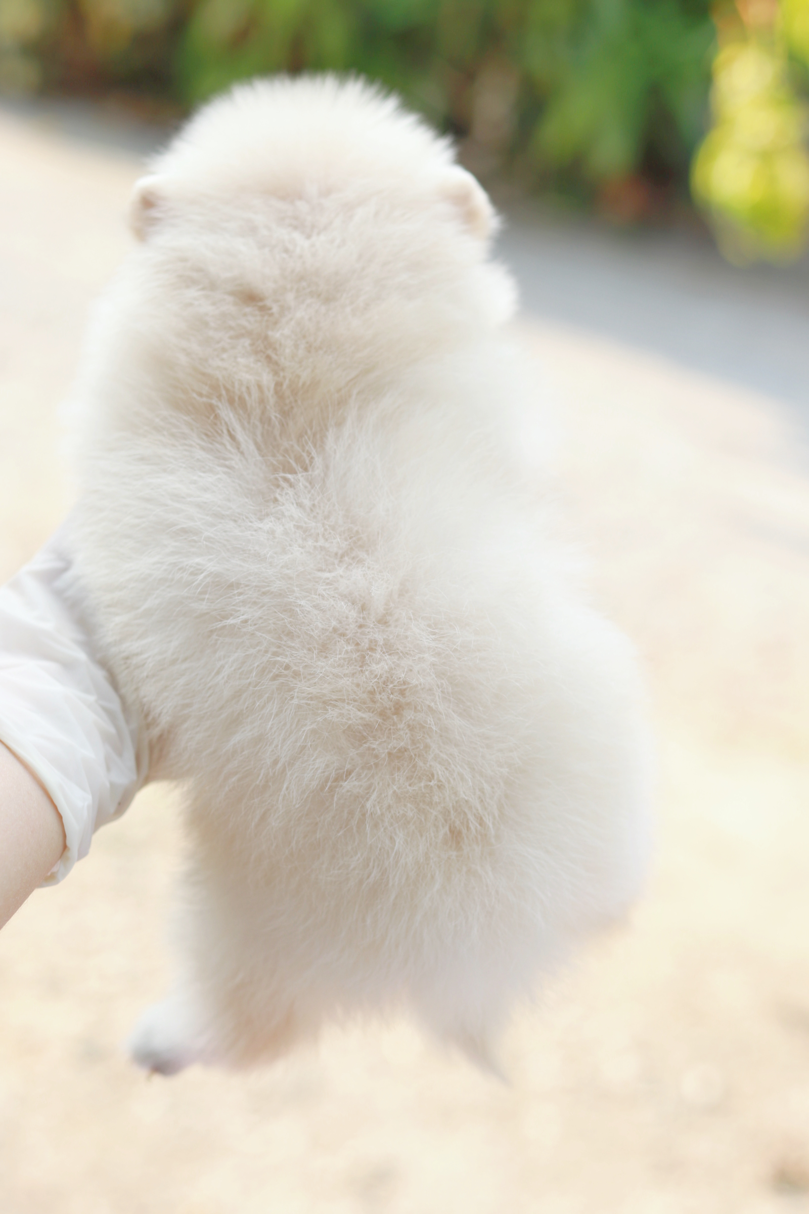 ปอมเมอเรเนียน เพศเมีย