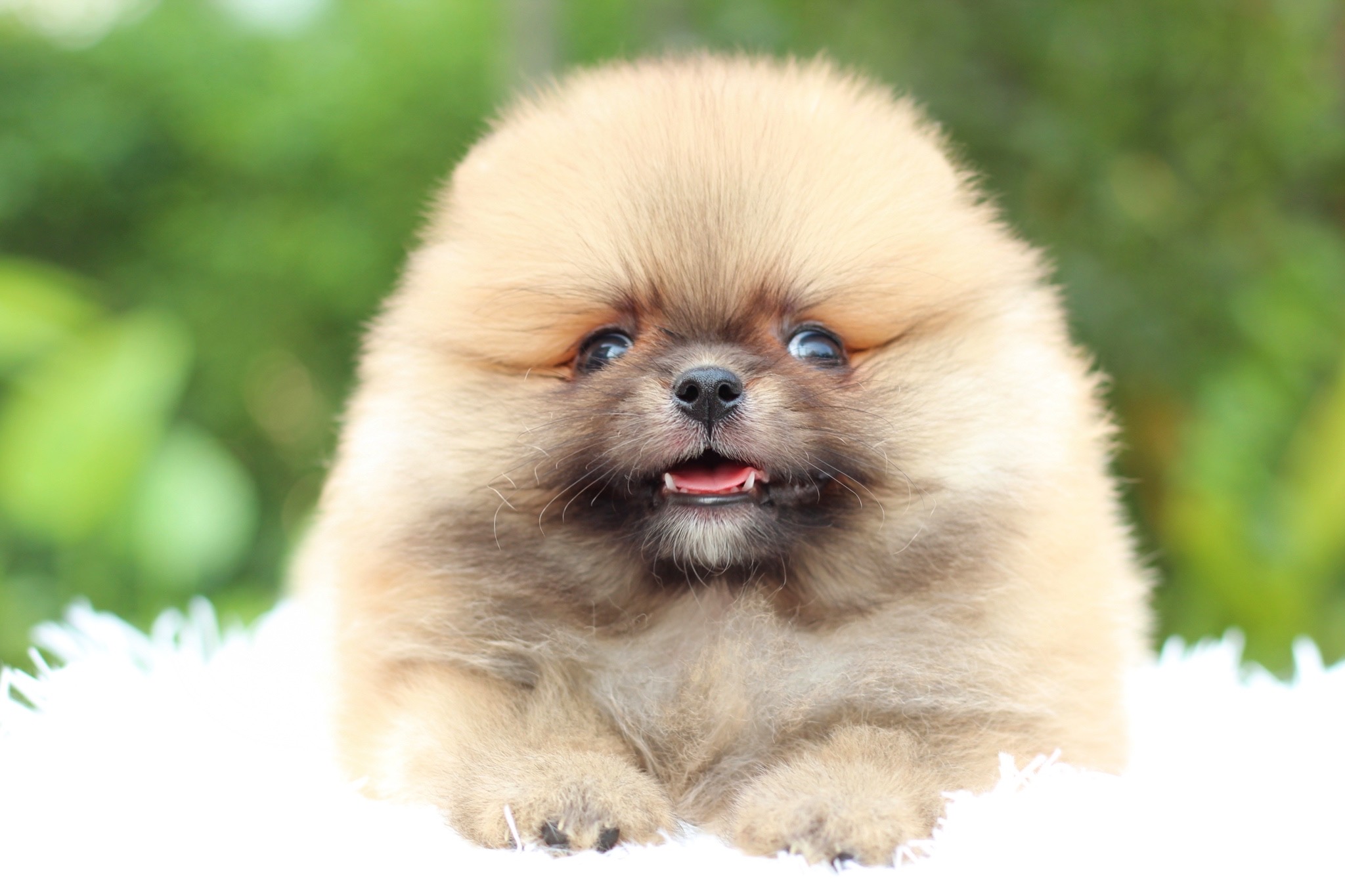 ปอมเมอเรเนียน เพศผู้สีส้ม