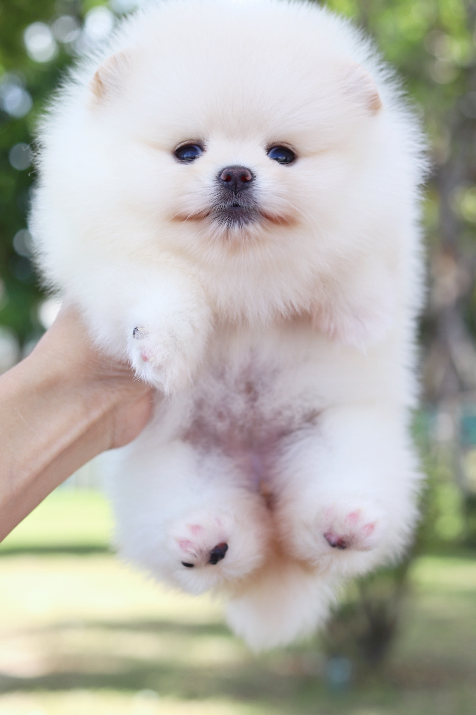 ปอมเมอเรเนียน เพศเมีย เกรดโชว์