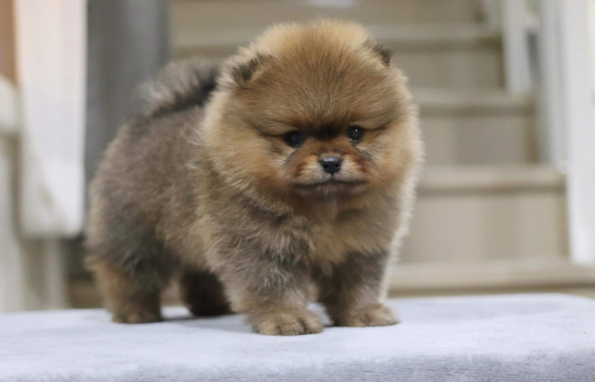 ปอมเมอเรเนียน เพศผู้