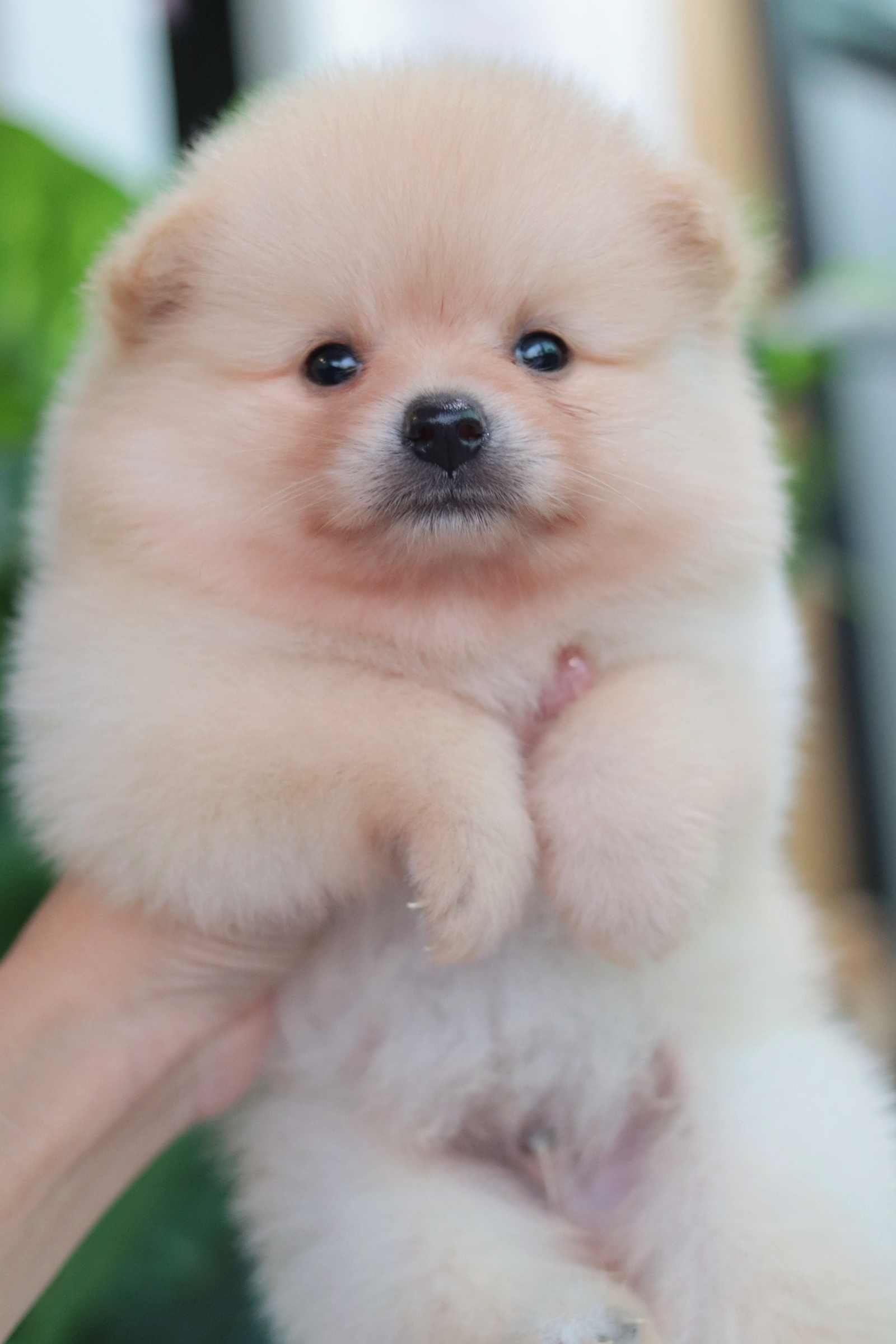 ปอมเมอเรเนียน เพศผู้สีครีม