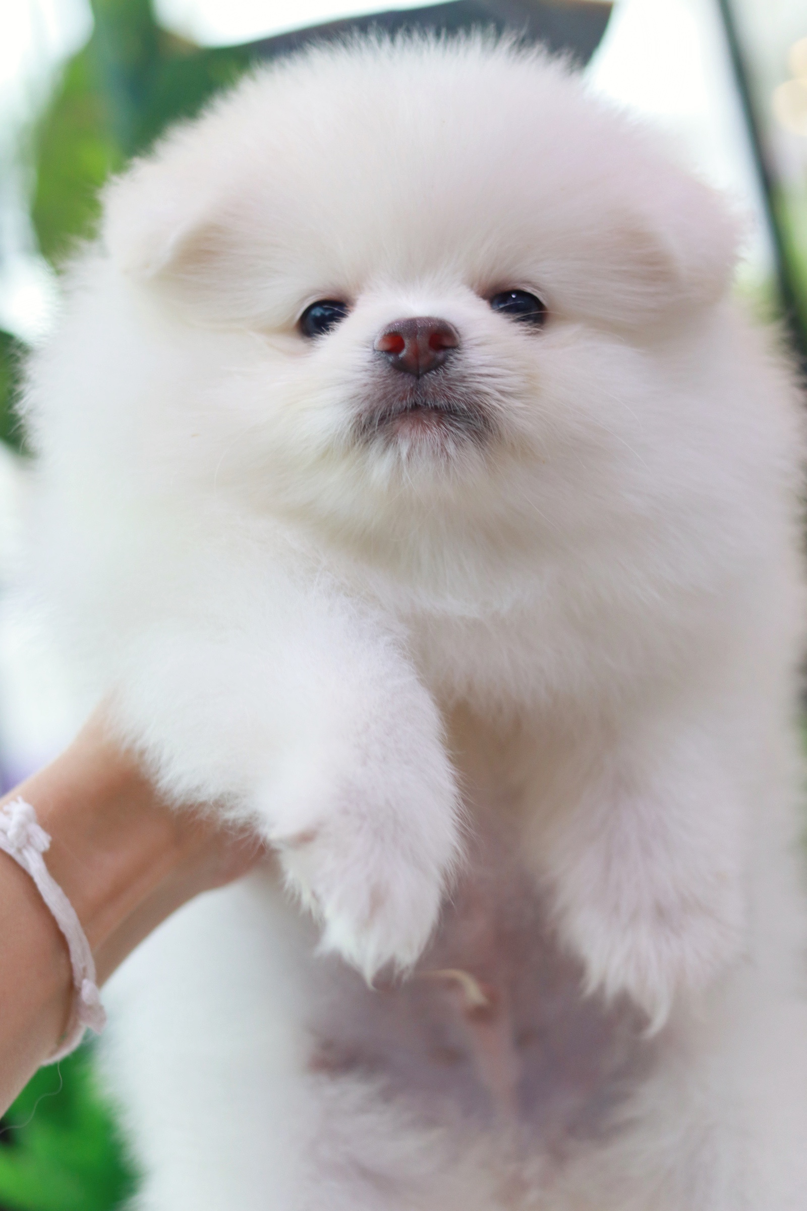 ปอมเมอเรเนียน เพศผู้ สีขาวครีม