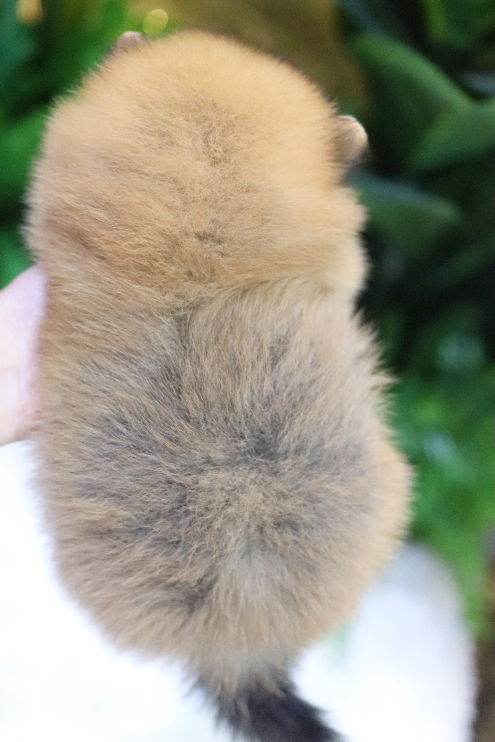 ปอมเมอเรเนียน เพศเมียสีส้ม