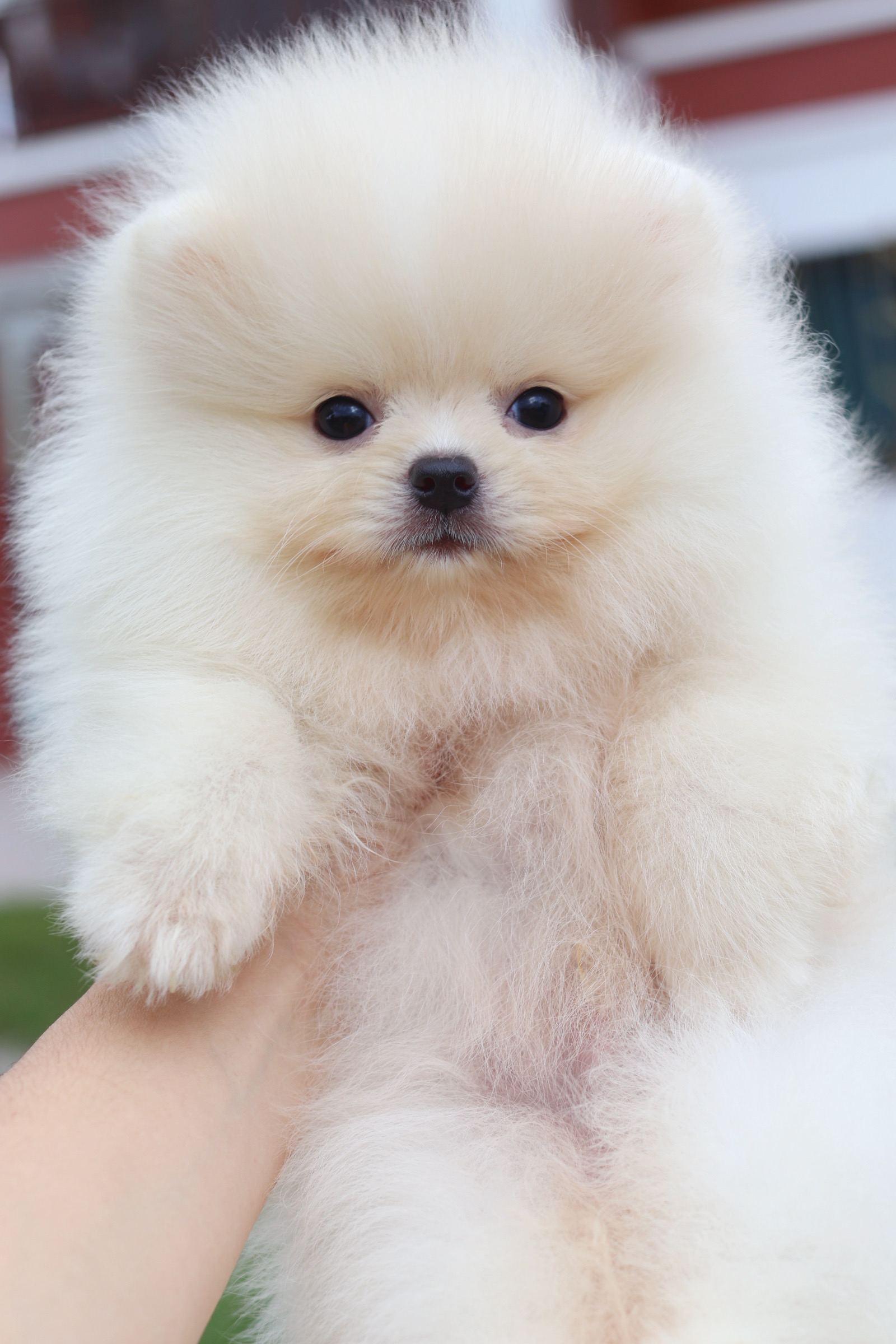 ปอมเมอเรเนียน เพศผู้สีครีมม