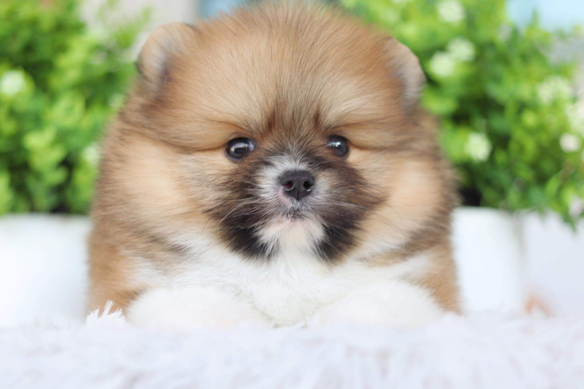 ปอมเมอเรเนียน เพศผู้