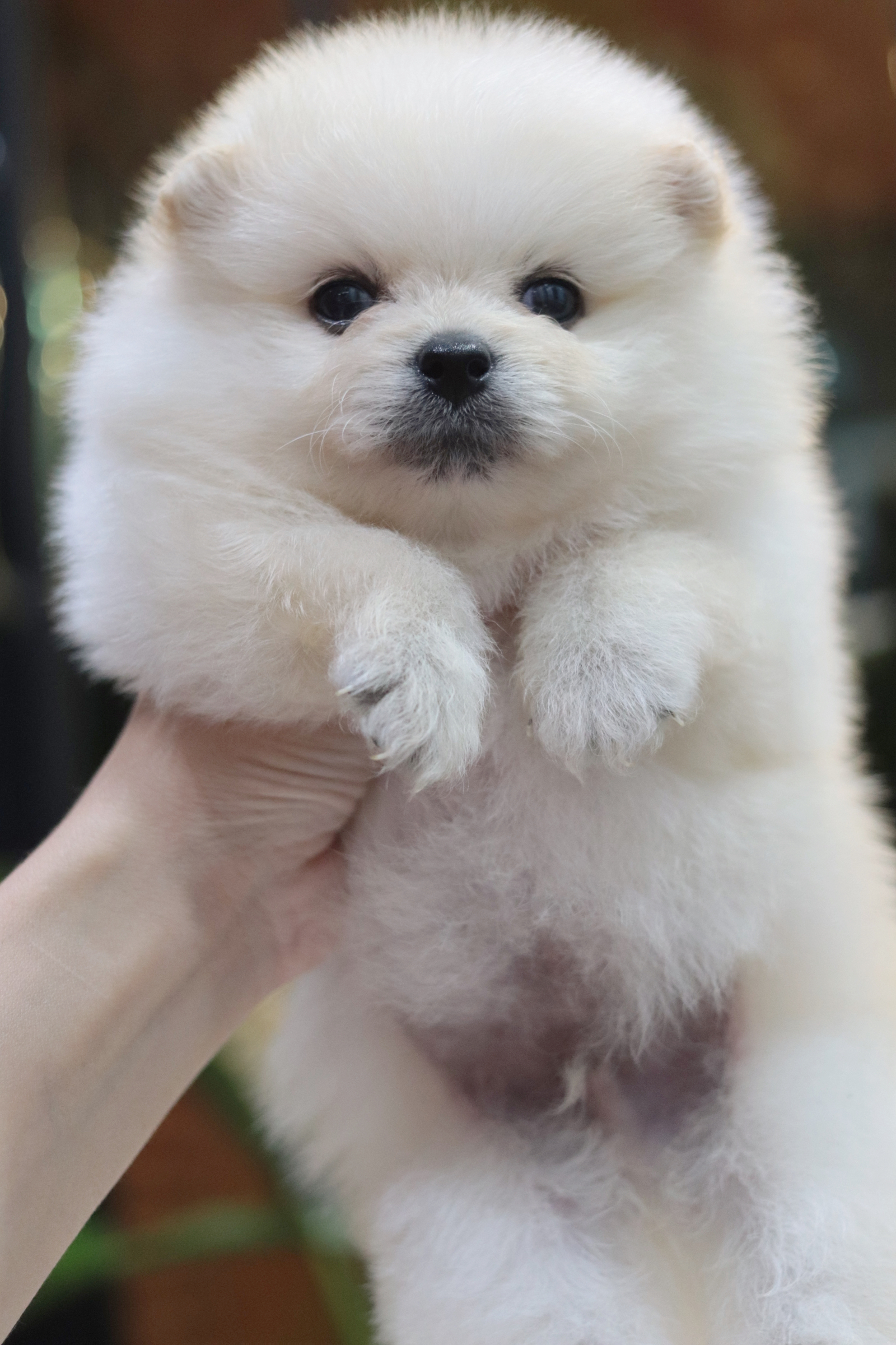 ปอมเมอเรเนียน เพศผู้ขาวครีม