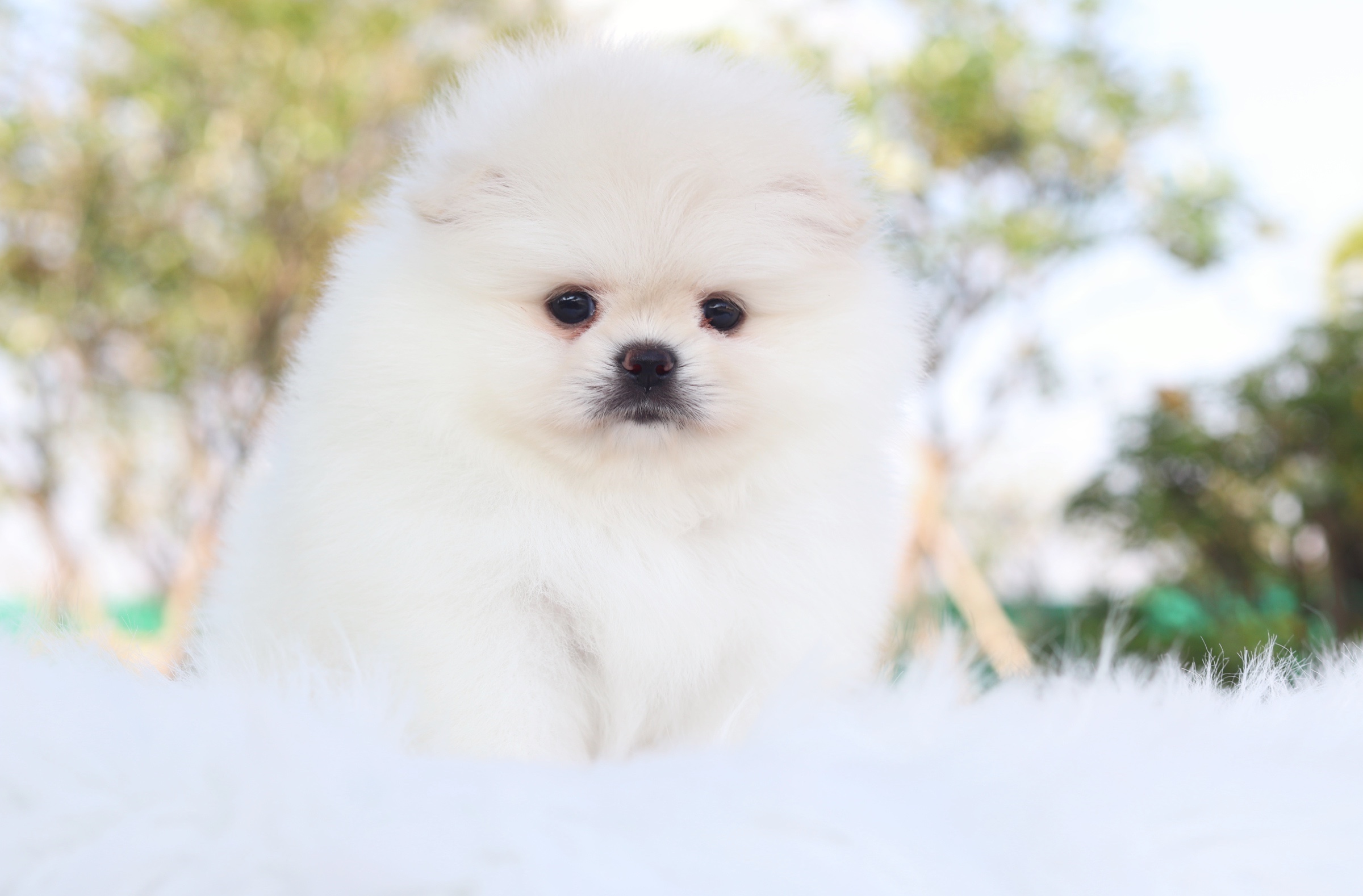 ปอมเมอเรเนียน เพศเมียสีขาวครีม เกรดโชว์