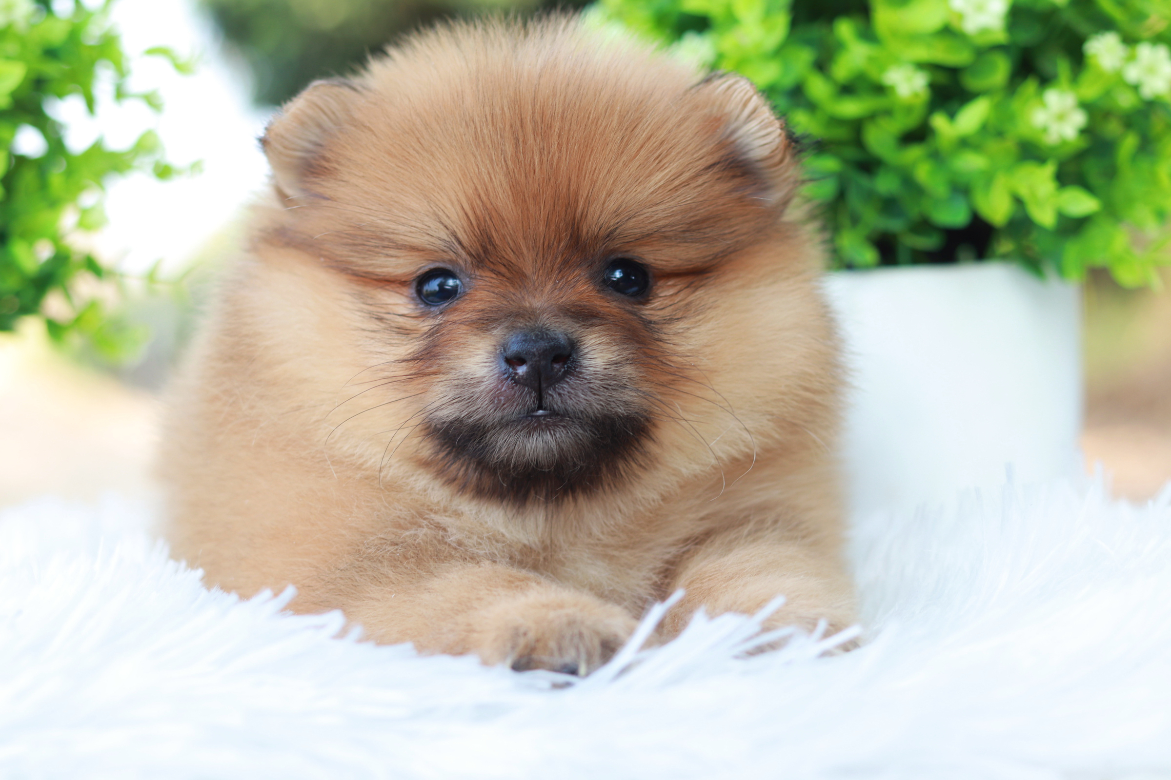 ปอมเมอเรเนียน เพศผู้