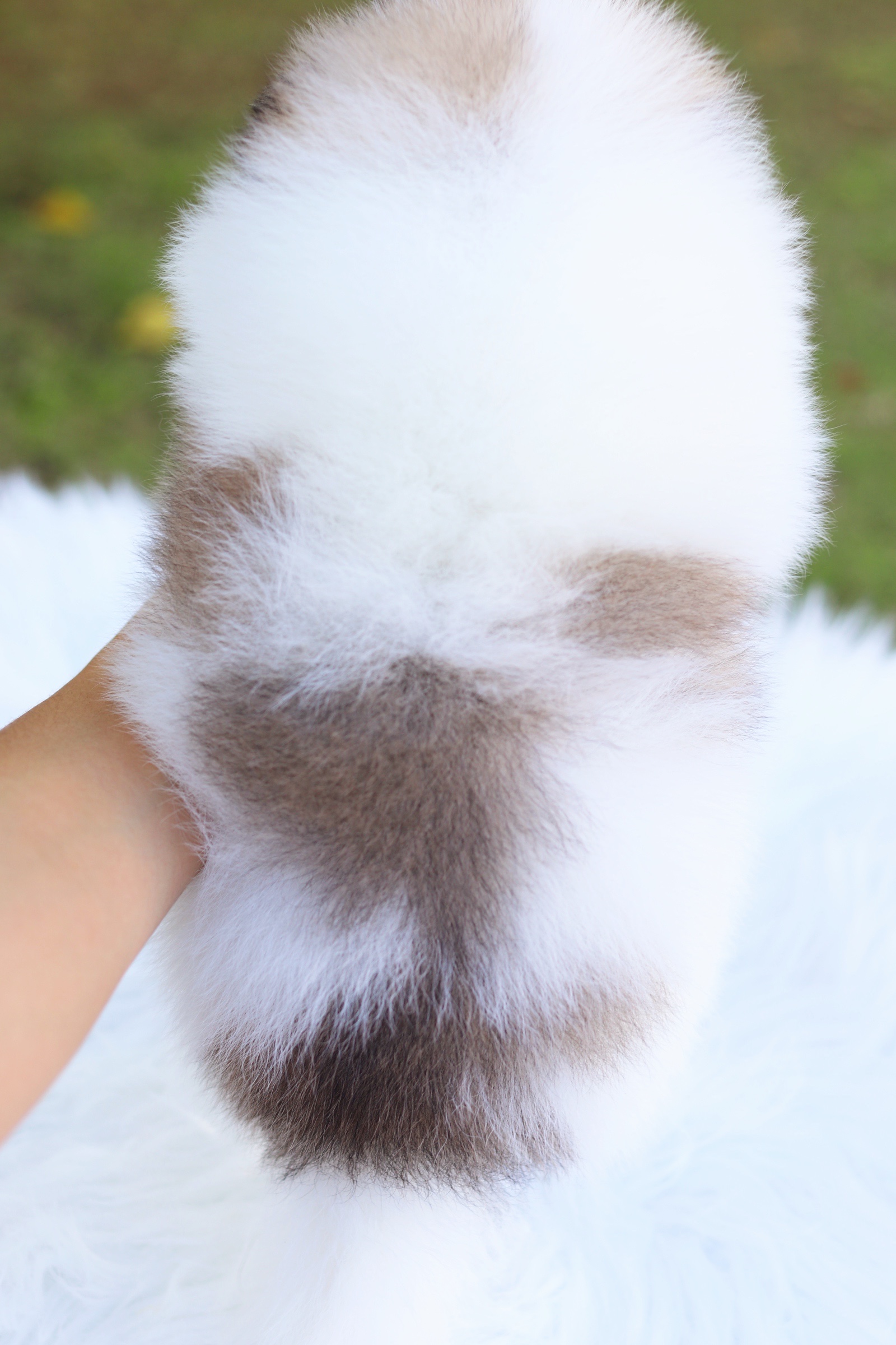 ปอมเมอเรเนียน เพศผู้ สีแฟนซีเกรดโชว์