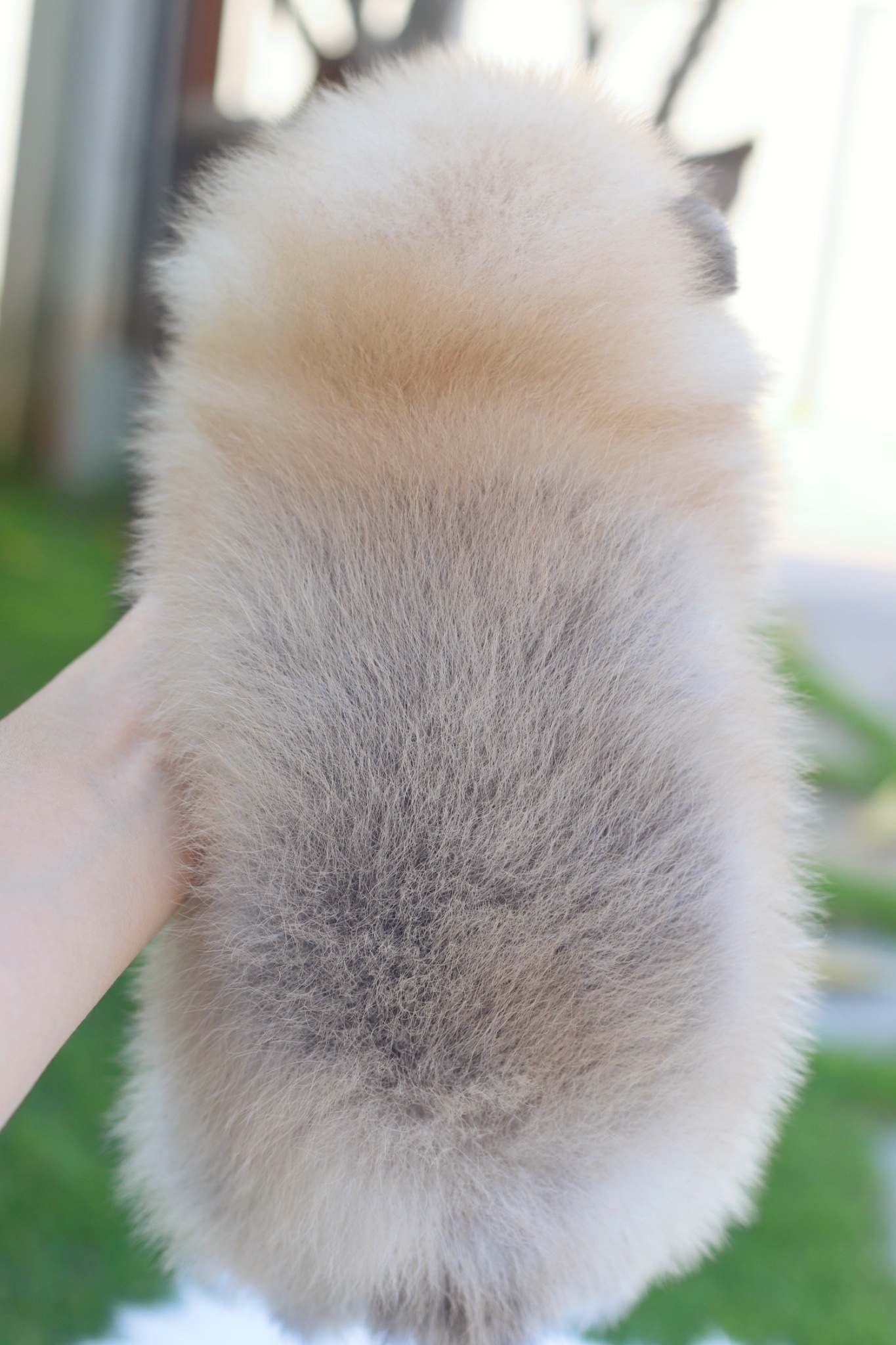 ปอมเมอเรเนียน เพศเมียสีส้ม