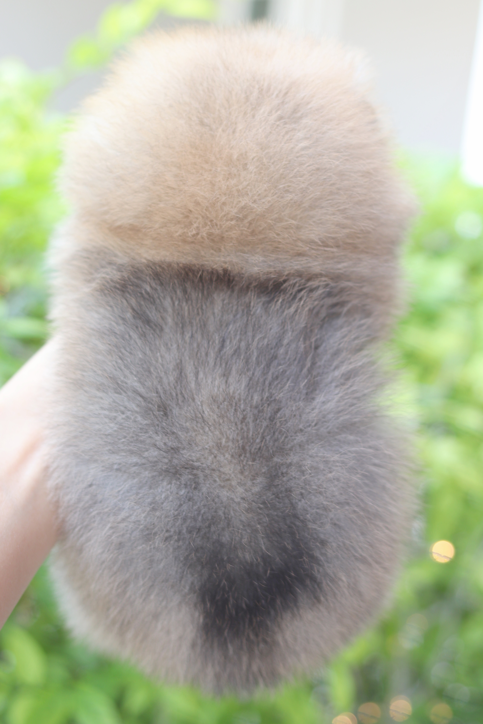 ปอมเมอเรเนียน เพศเมียสีส้ม