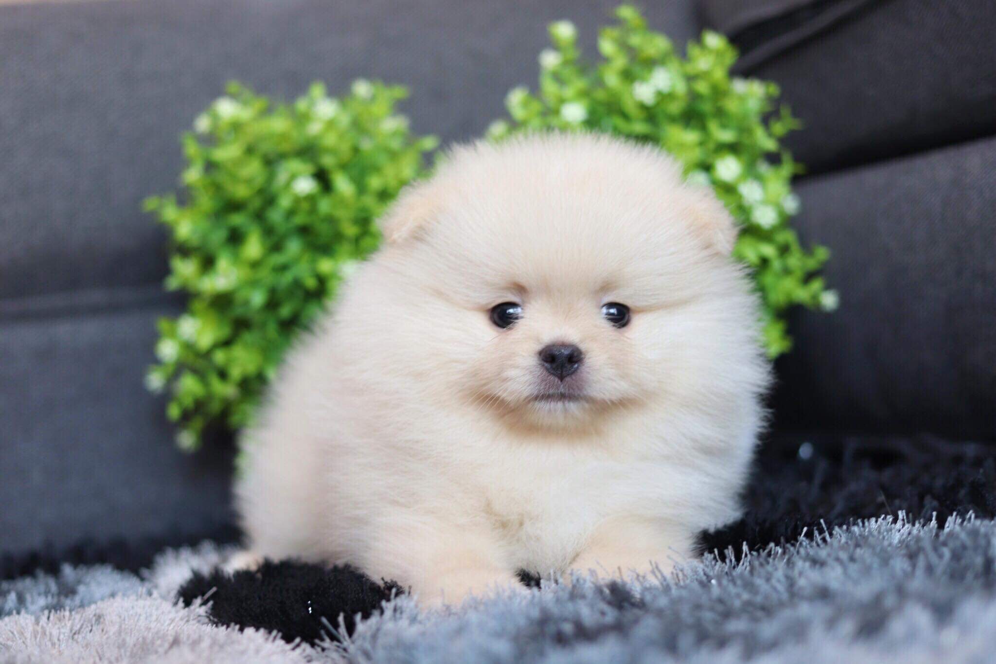 ปอมเมอเรเนียน เพศผู้