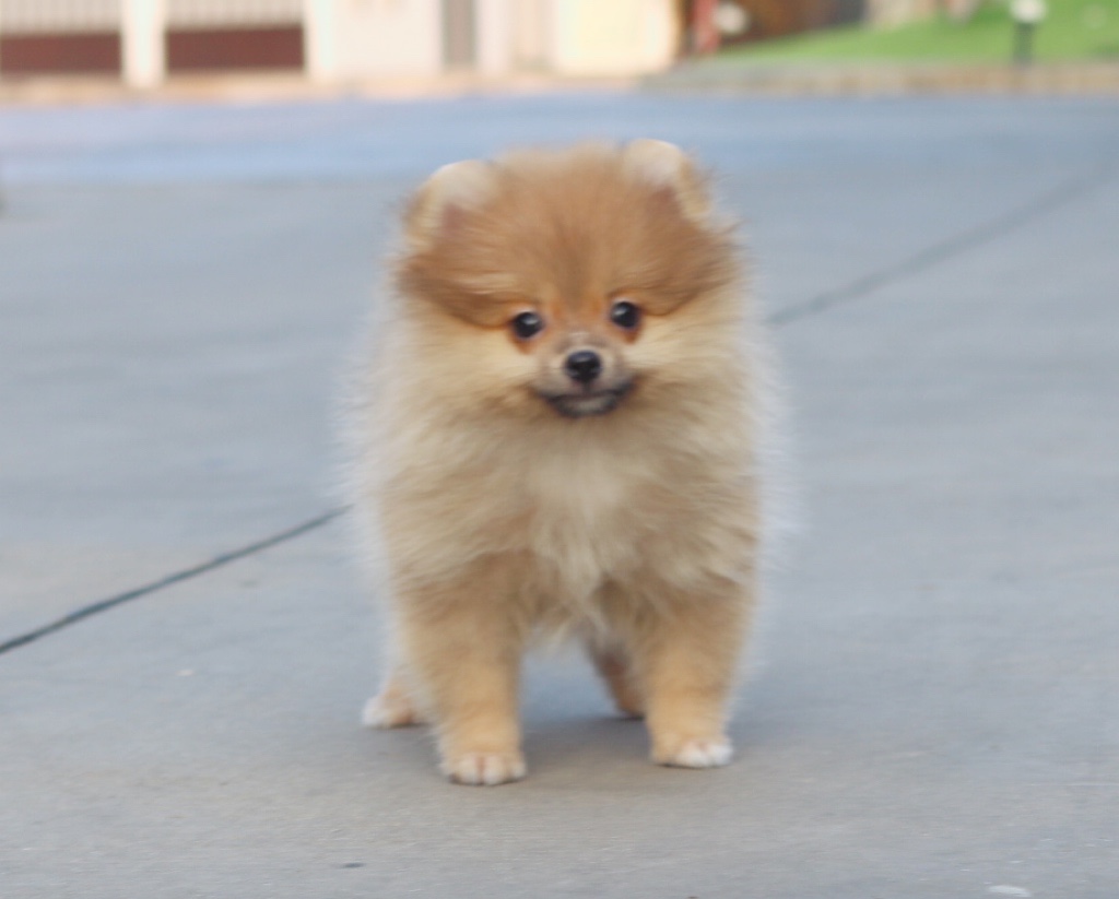 ปอมเมอเรเนียน เพศผู้ สีส้ม