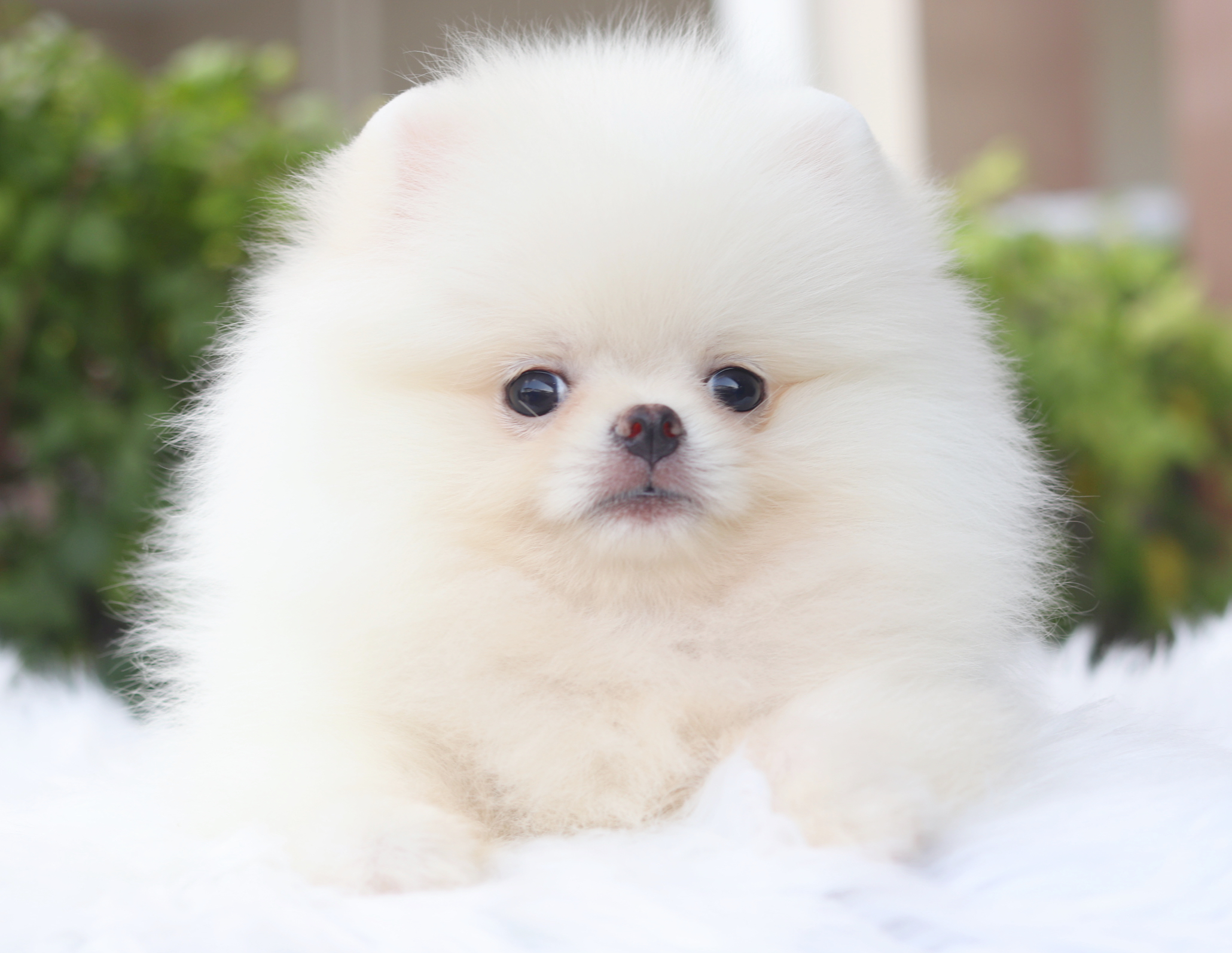 ปอมเมอเรเนียน เพศผู้สีขาวครีม