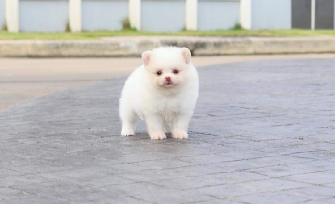 ปอมเมอเรเนียน เพศเมีย สีขาวครีม