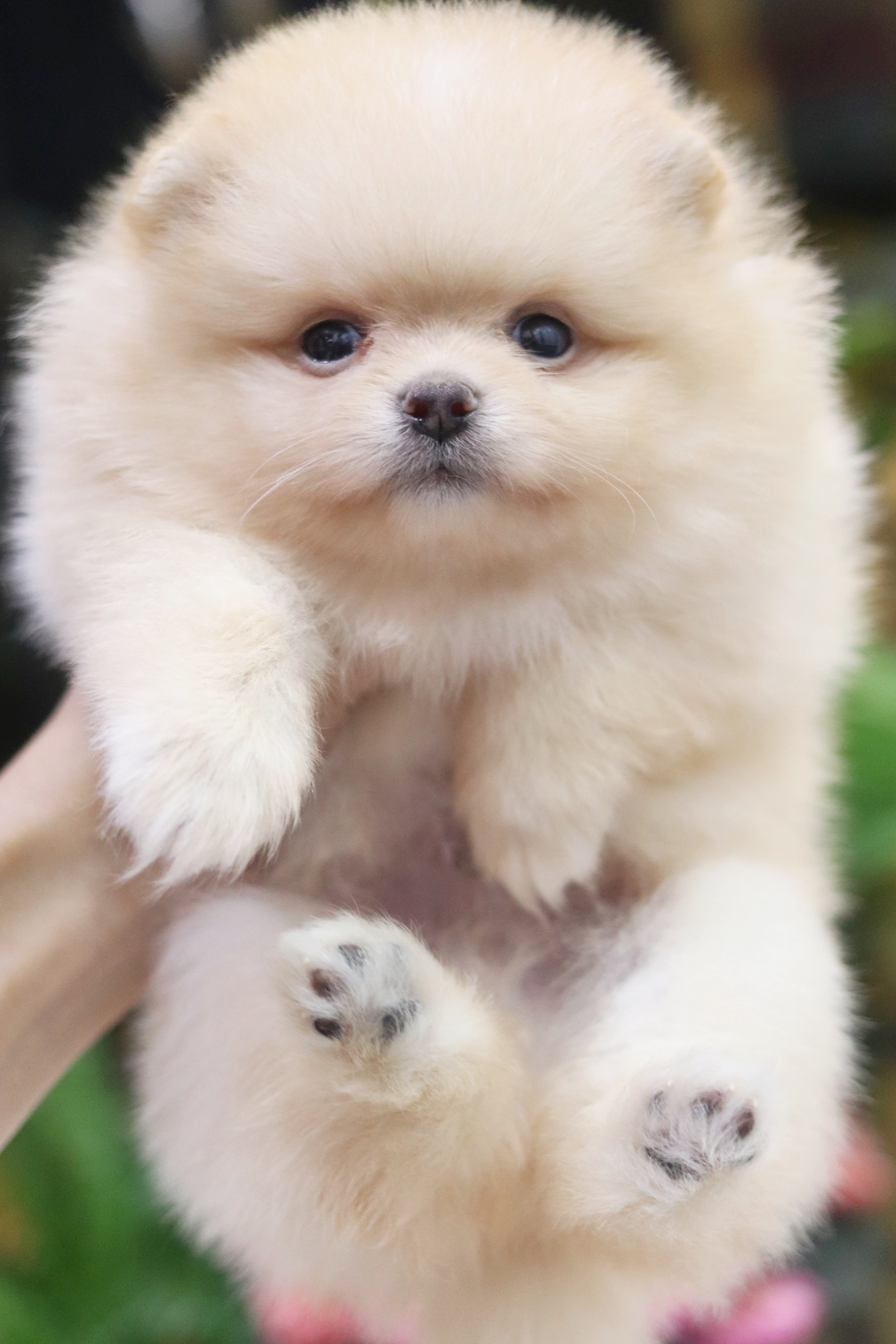 ปอมเมอเรเนียน เพศผู้ สีขาวครีม