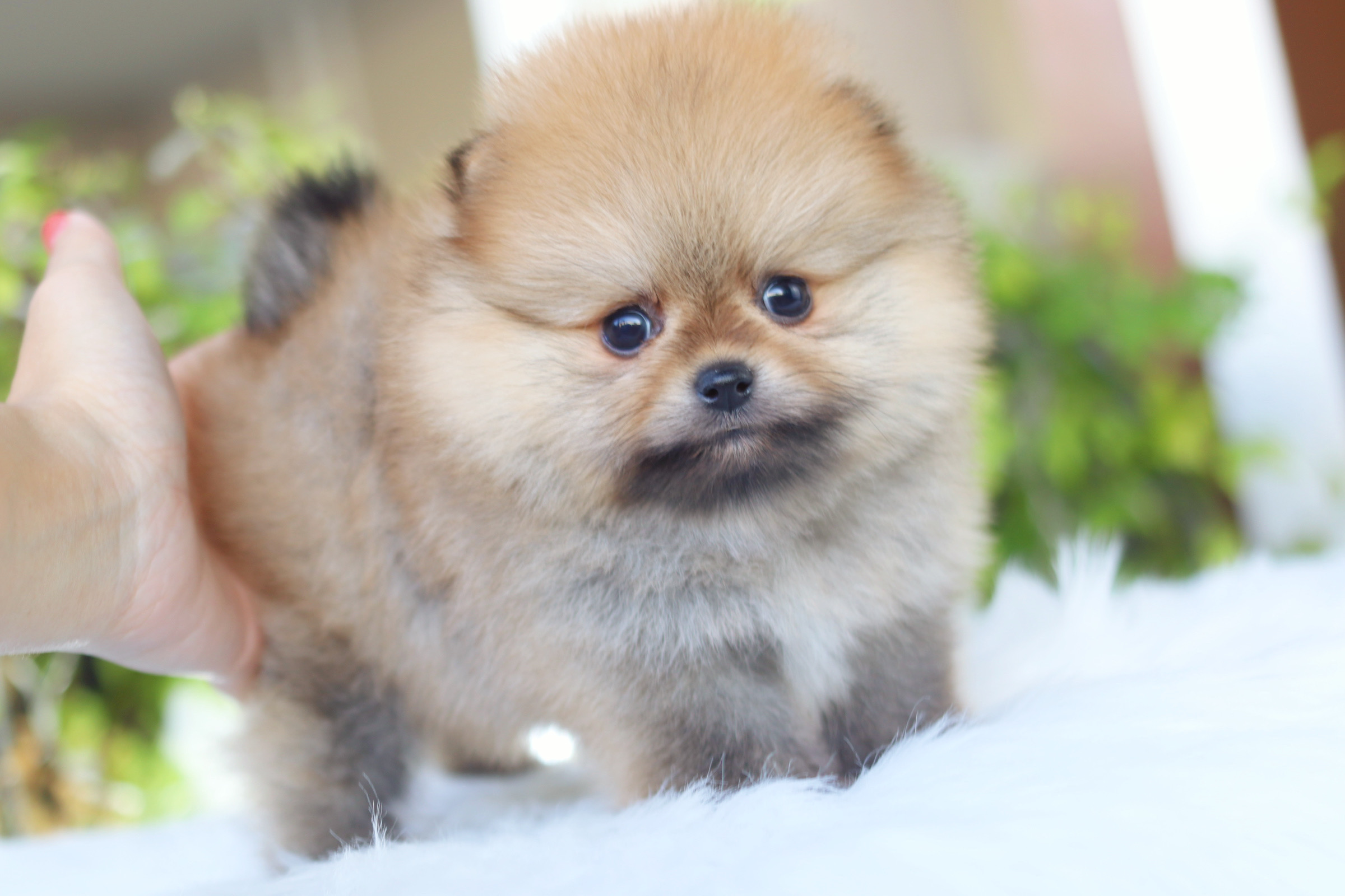 ปอมเมอเรเนียน เพศเมียสีส้ม เกรดโชว์