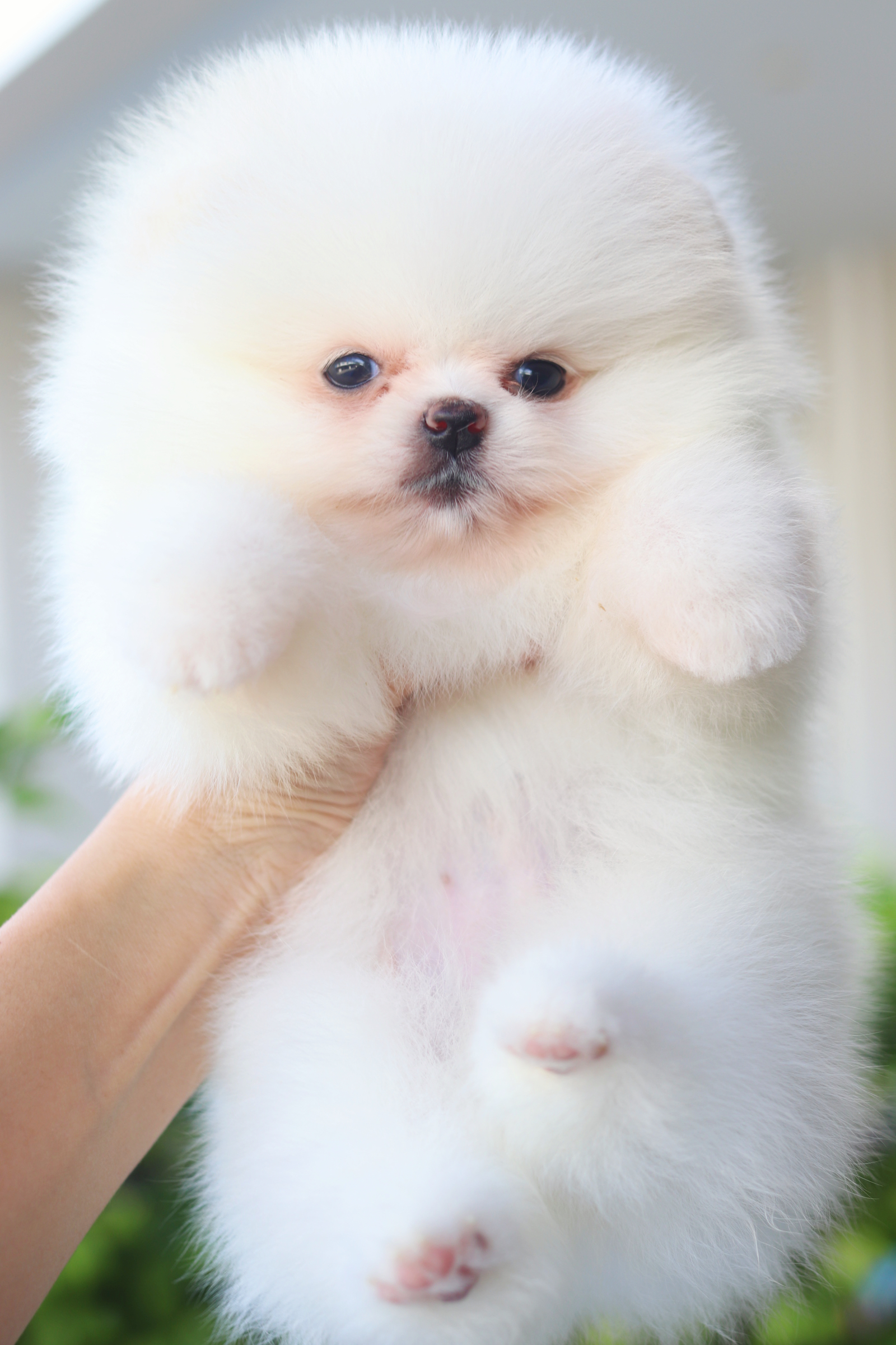 ปอมเมอเรเนียน เพศเมียสีขาวครีมเกรดโชว์