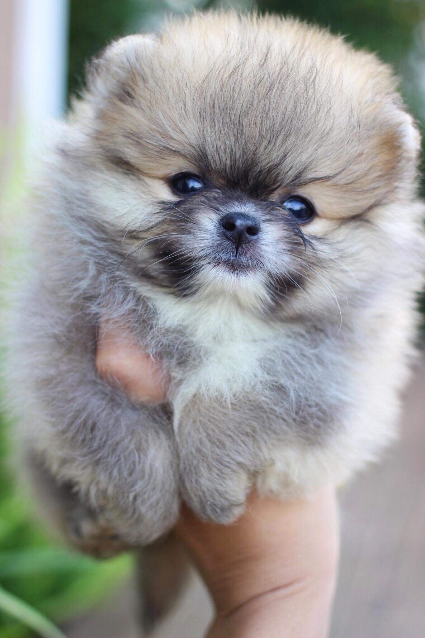 ปอมเมอเรเนียน เพศเมีย