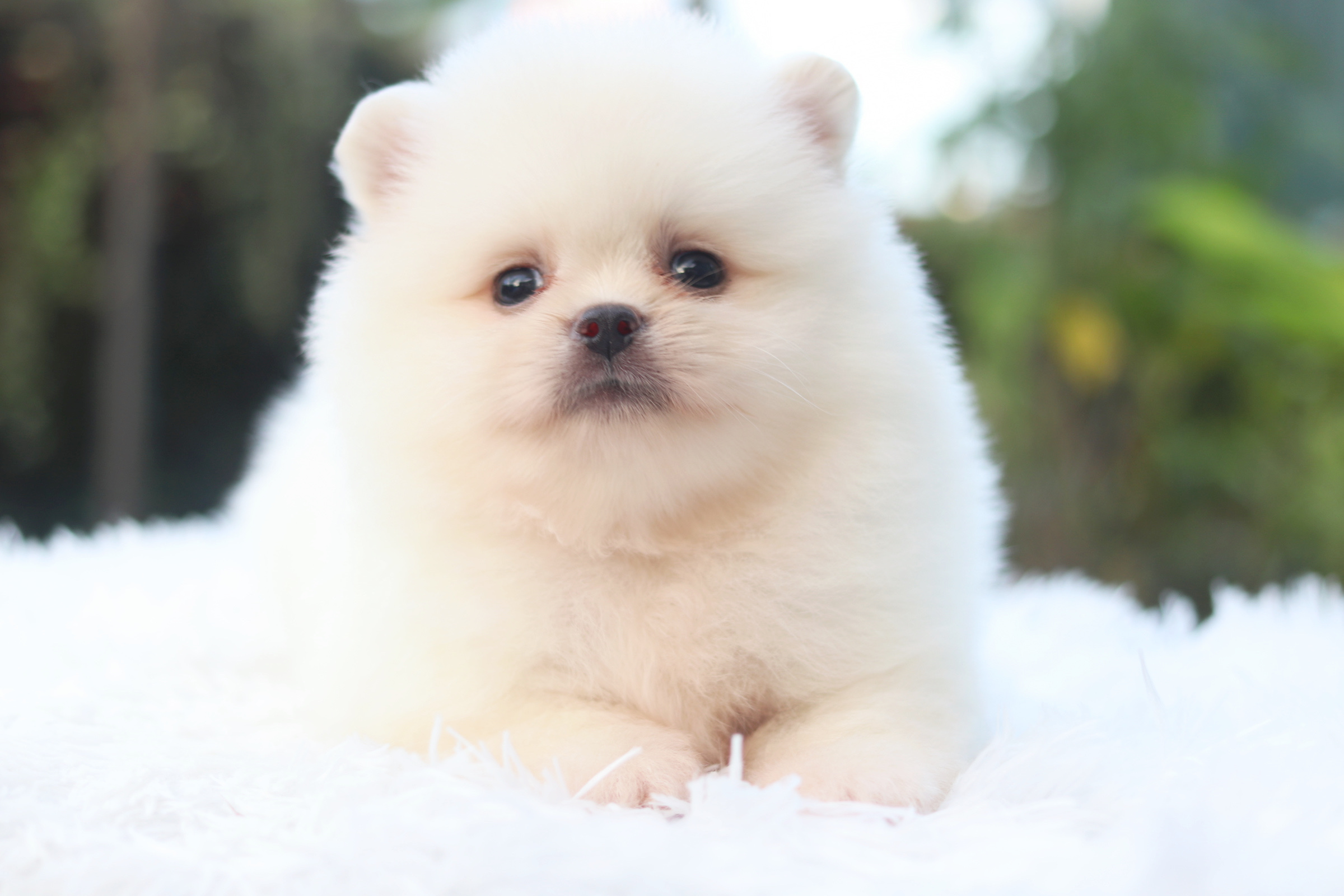 ปอมเมอเรเนียน เพศเมียขาวครีม