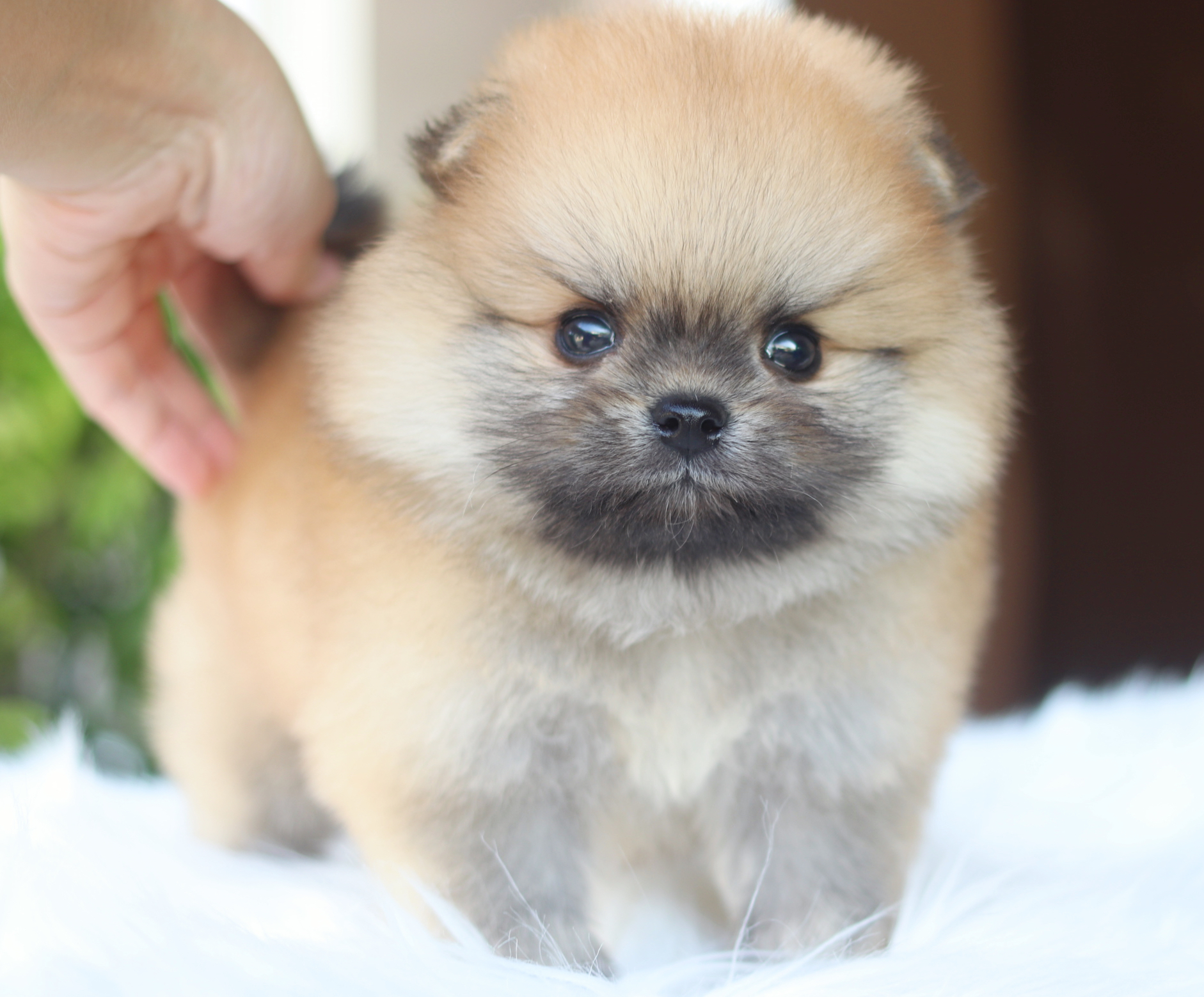 ปอมเมอเรเนียน เพศผู้สีส้ม