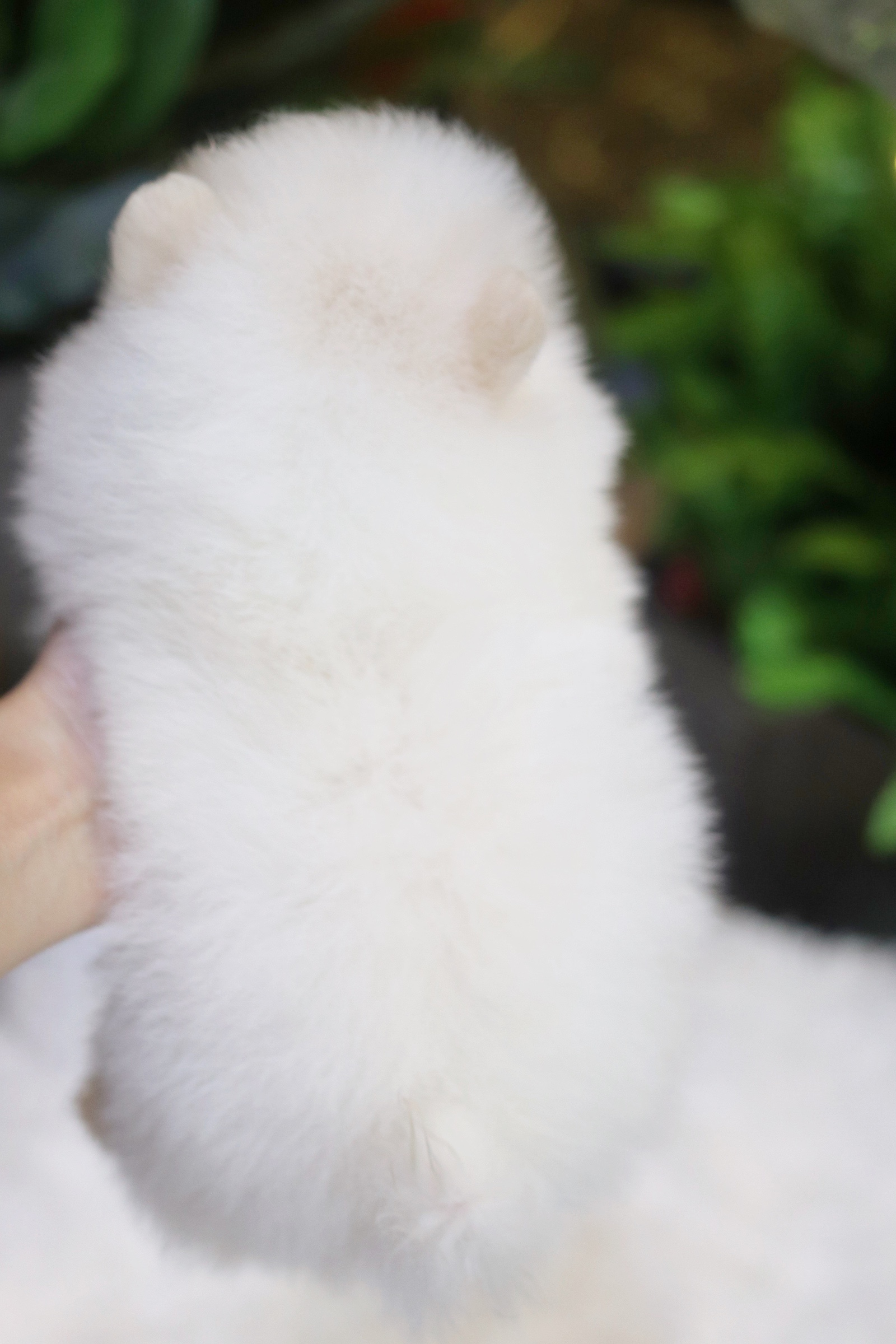 ปอมเมอเรเนียน เพศผู้ขาวครีม