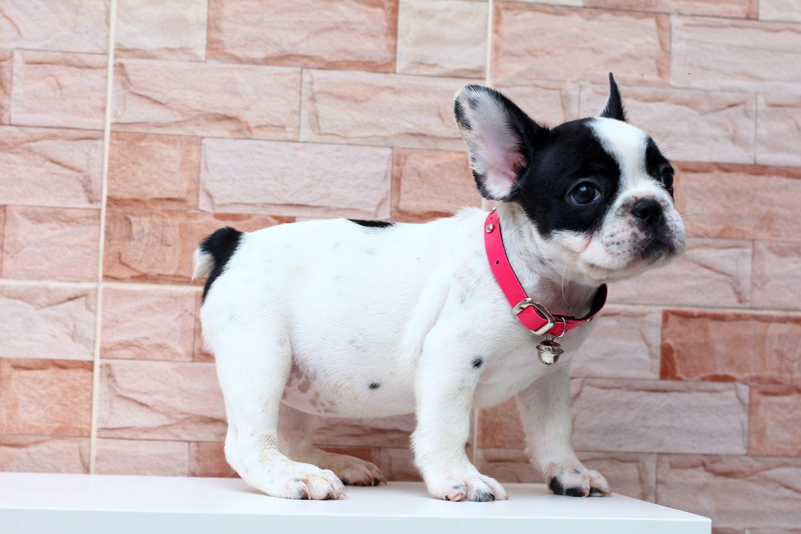 น้องใยไหม นิสัยขี้อ้อน หน้าตาน่ารัก