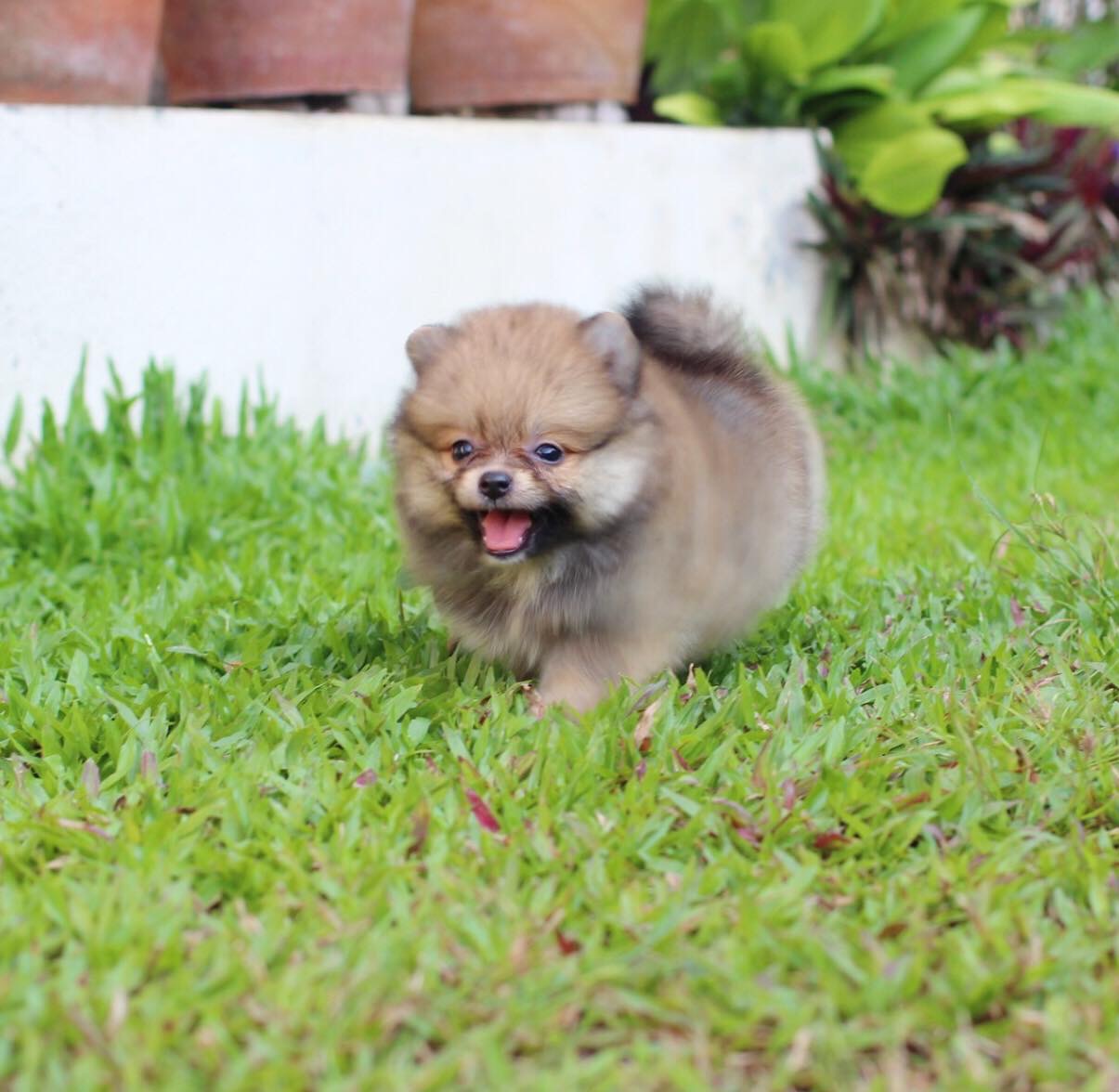 ปอมเมอเรเนียน เพศเมีย