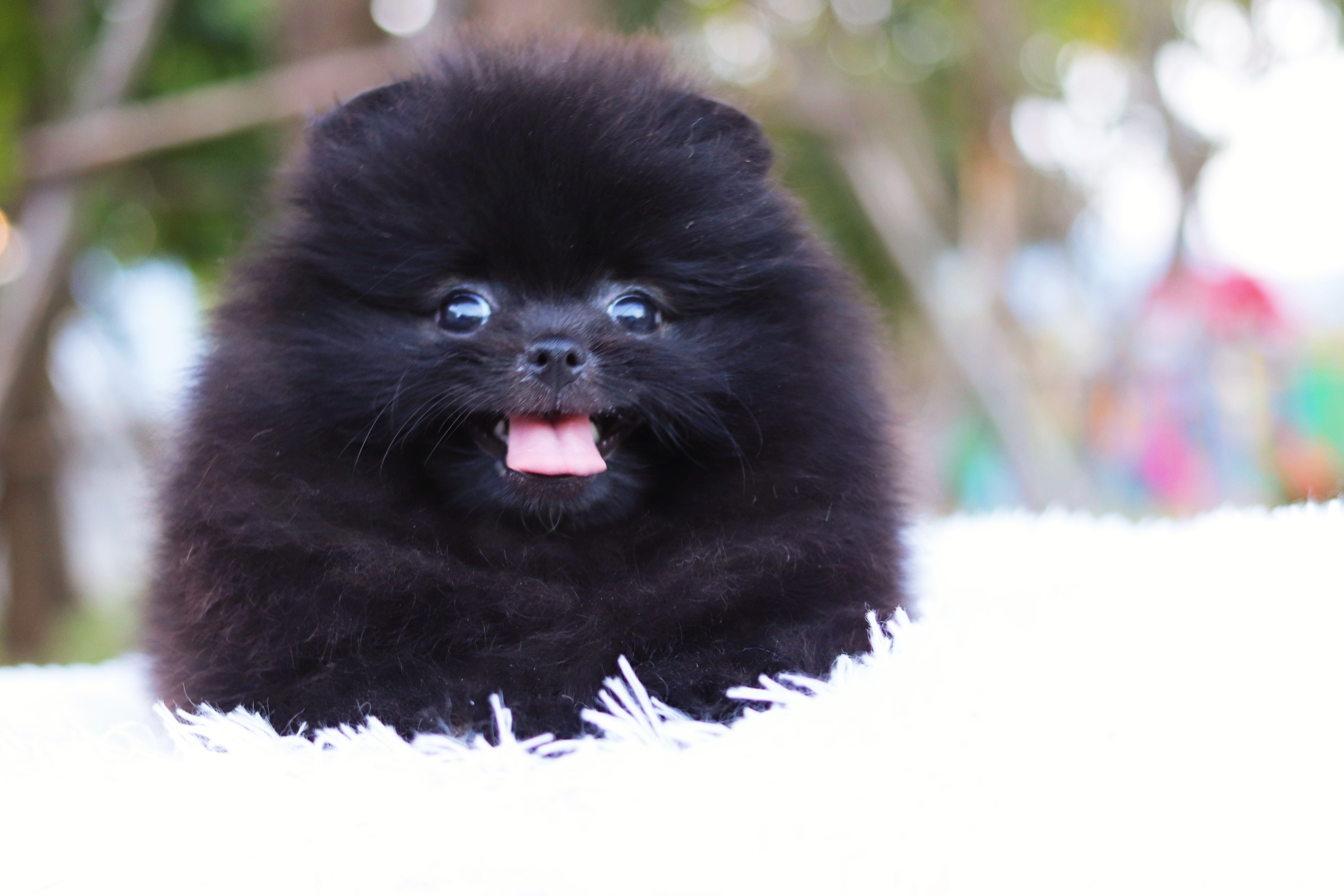 ปอมเมอเรเนียน เพศเมีย สีดำ