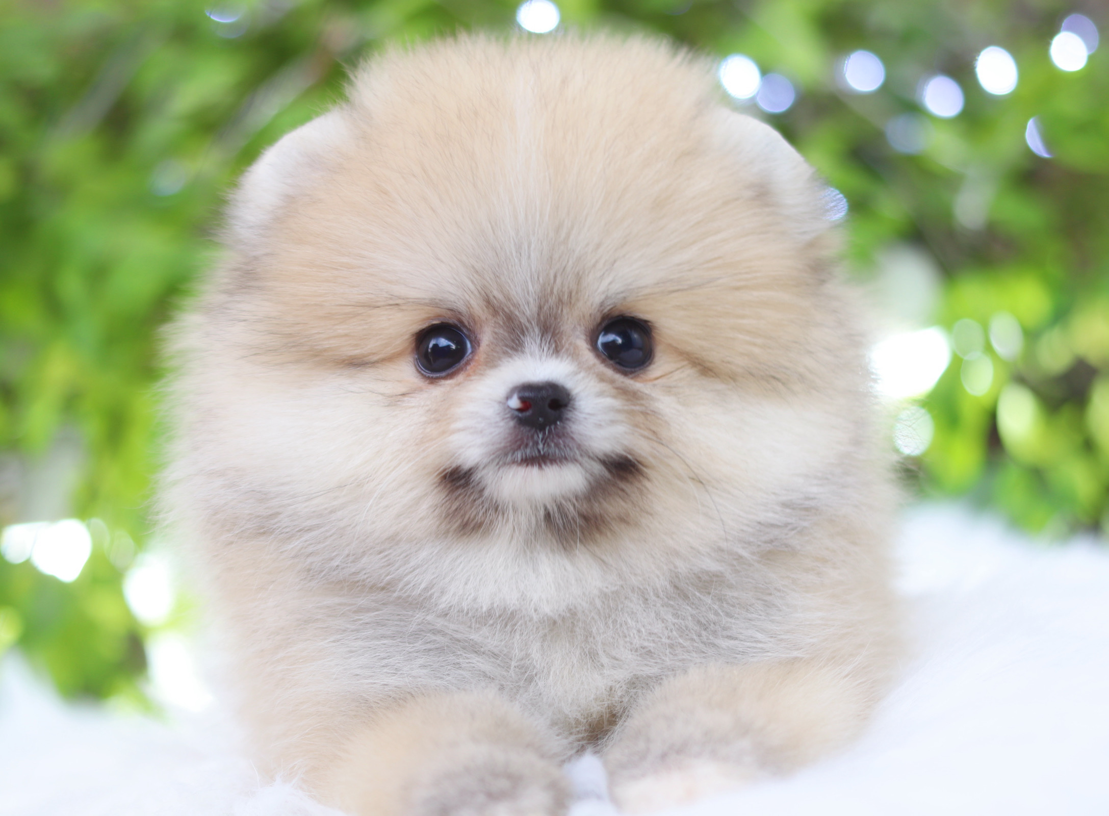 ปอมเมอเรเนียน เพศผู้สีส้ม