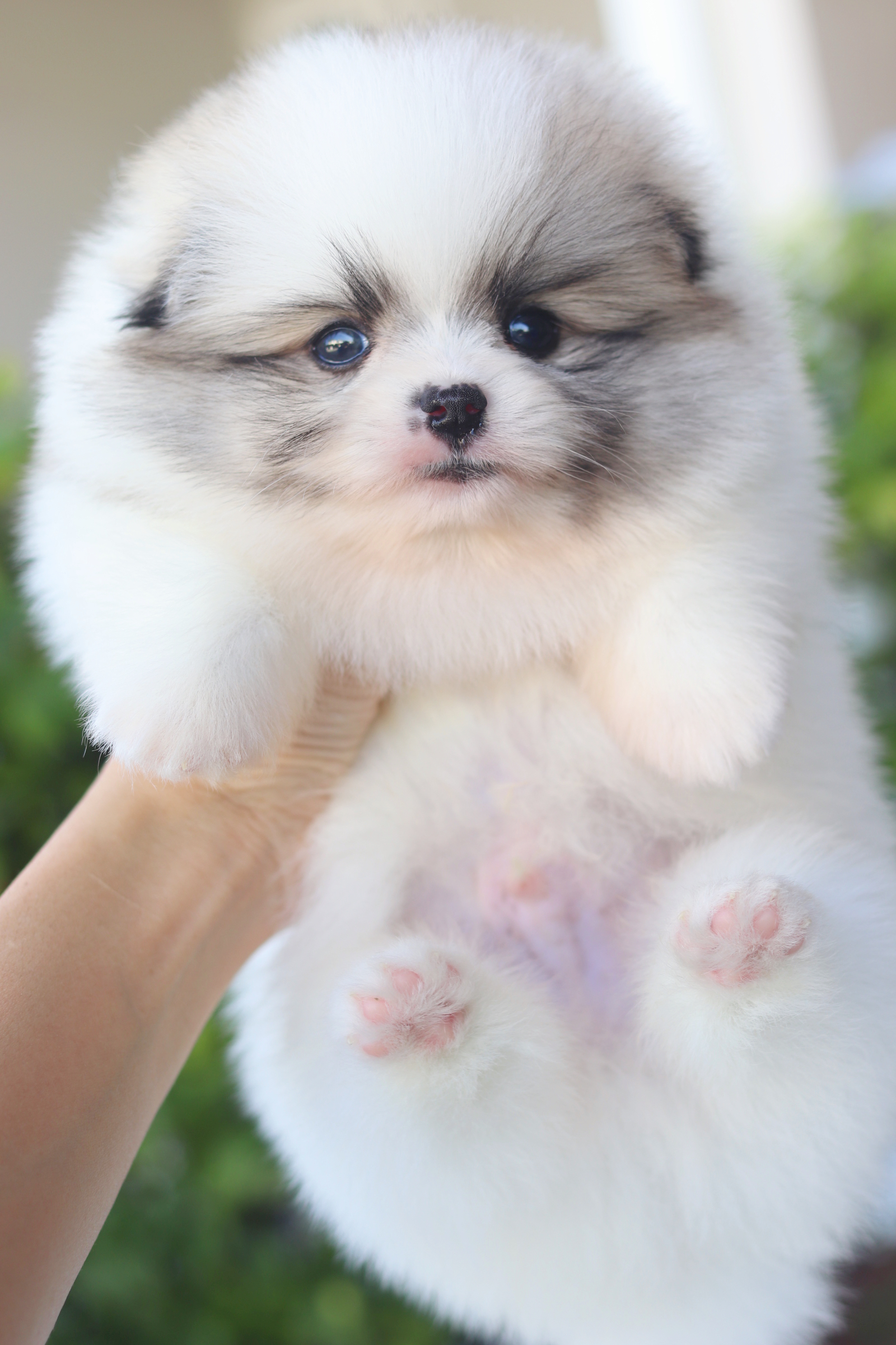 ปอมเมอเรเนียน เพศผู้สีแฟนซี