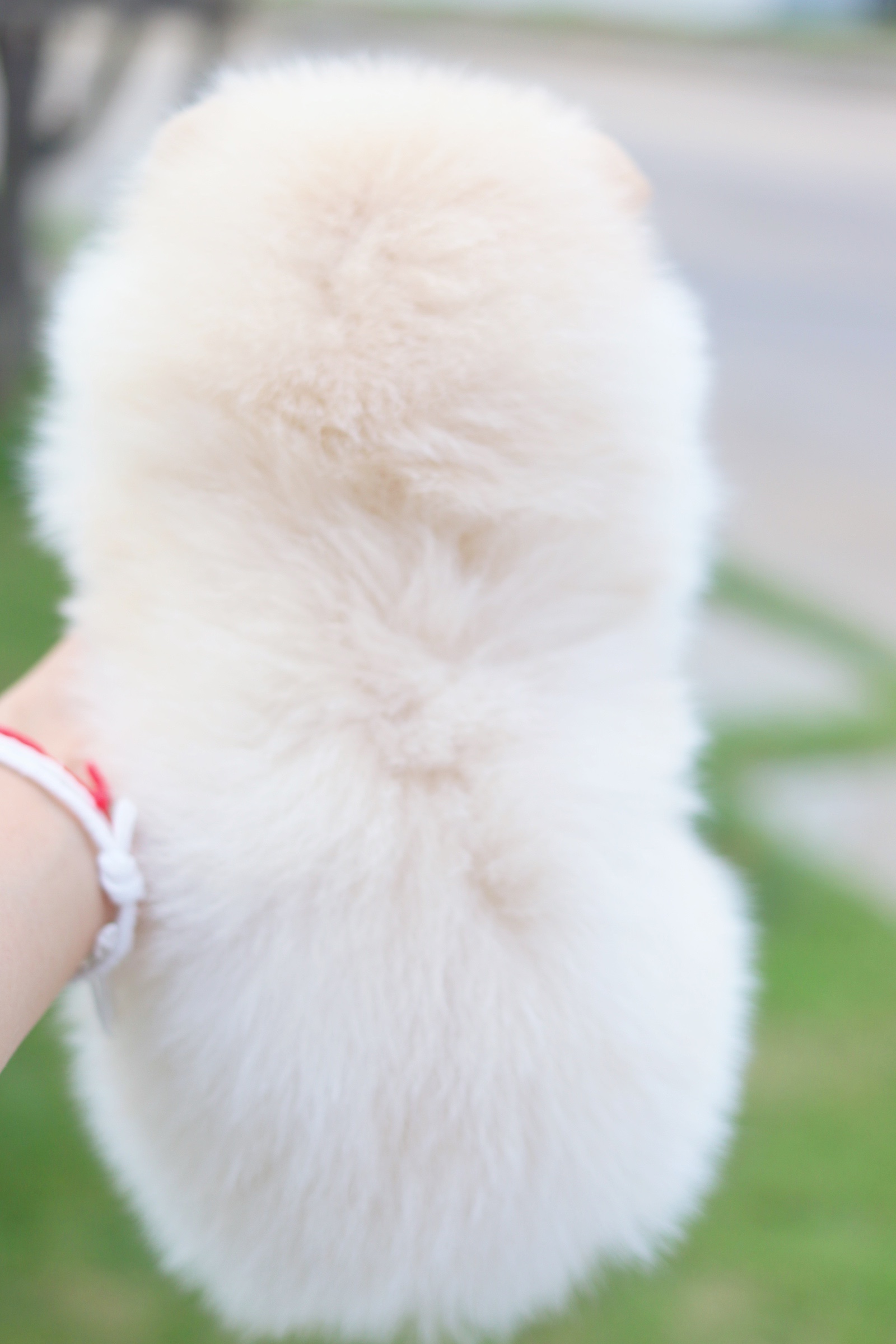 ปอมเมอเรเนียน เพศเมียสีครีม