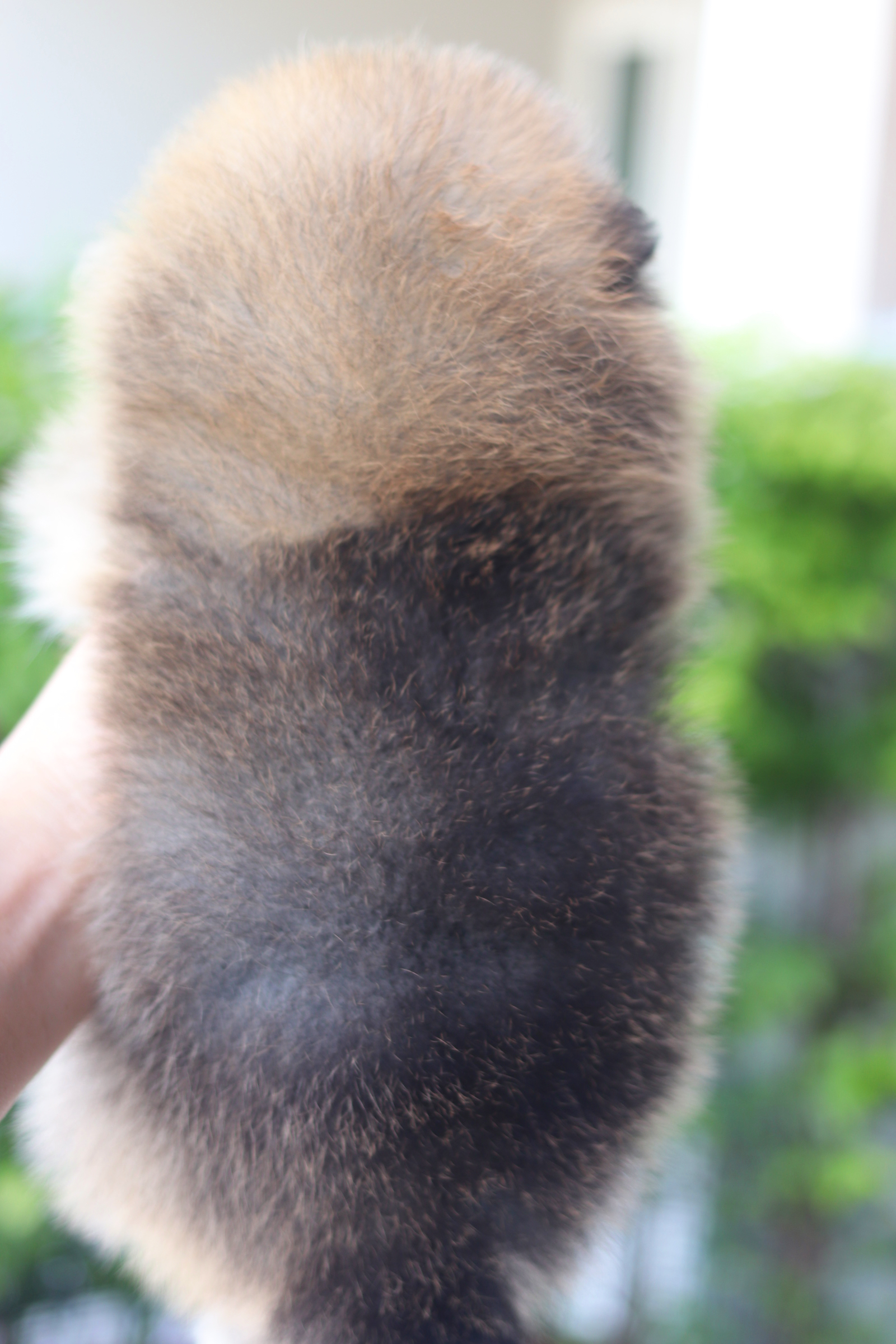 ปอมเมอเรเนียน เพศผู้สีส้ม