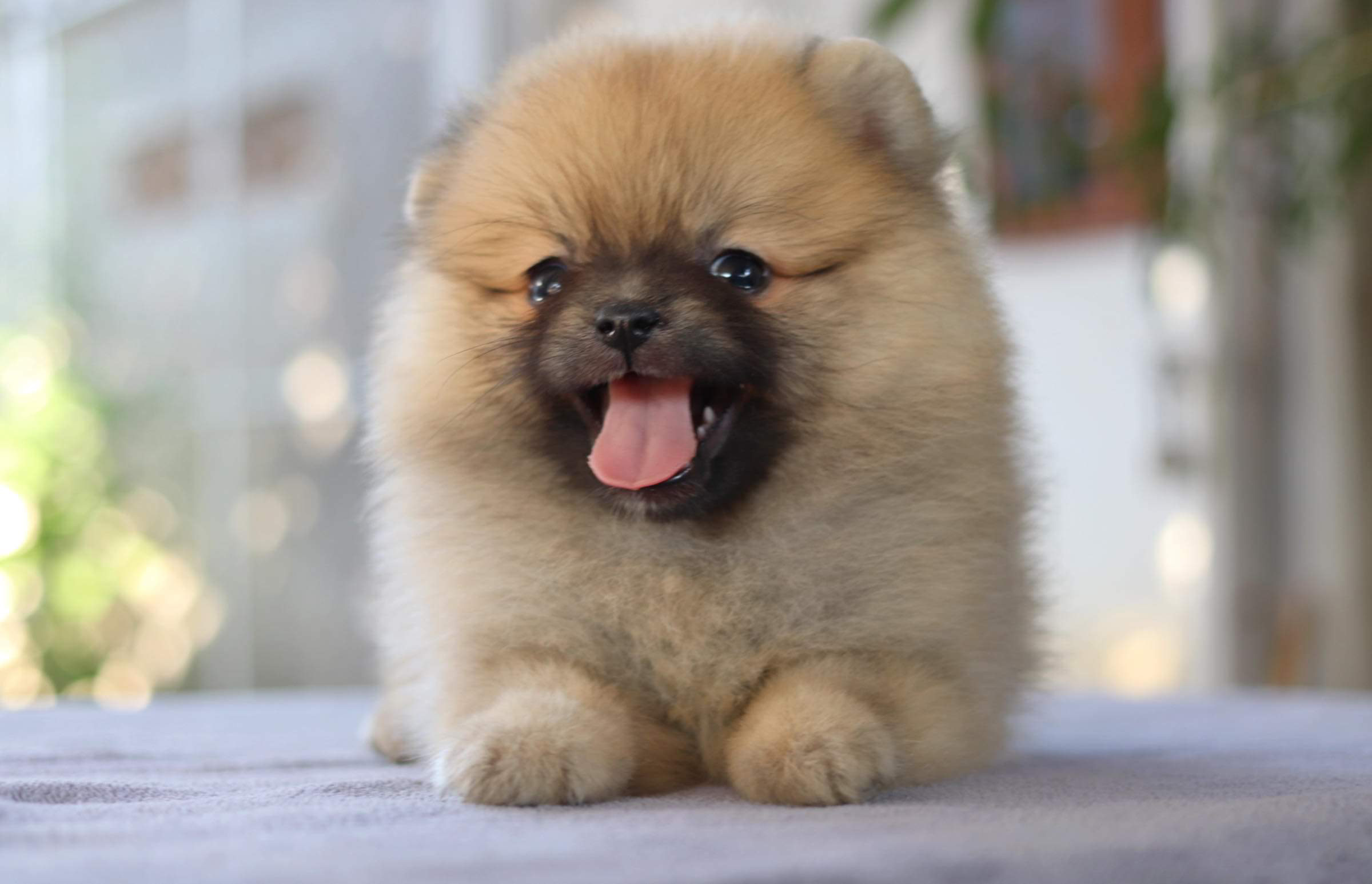 ปอมเมอเรเนียน เพศเมีย