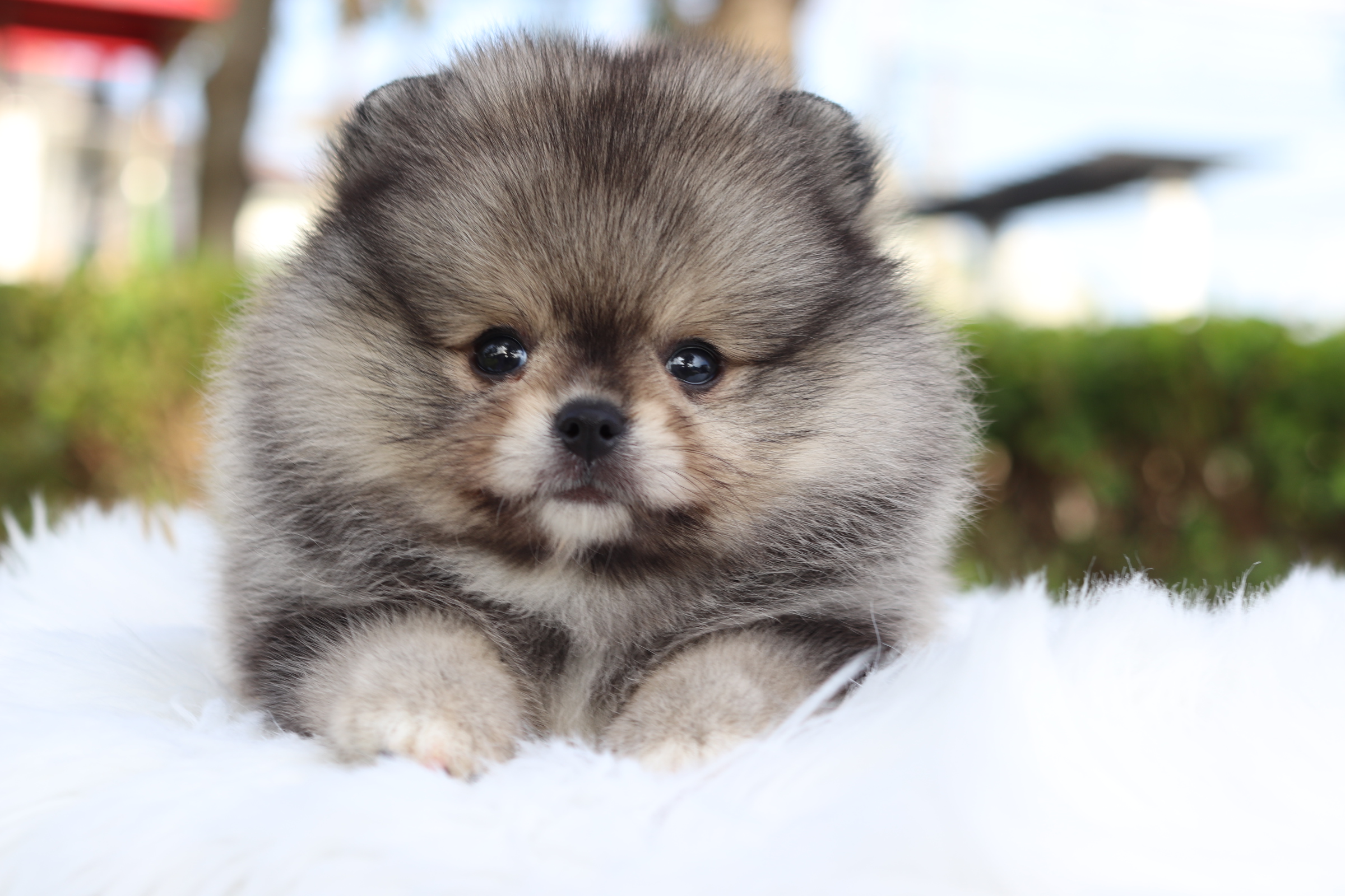 ปอมเมอเรเนียน เพศผู้ สีส้มเซเบิ้ล