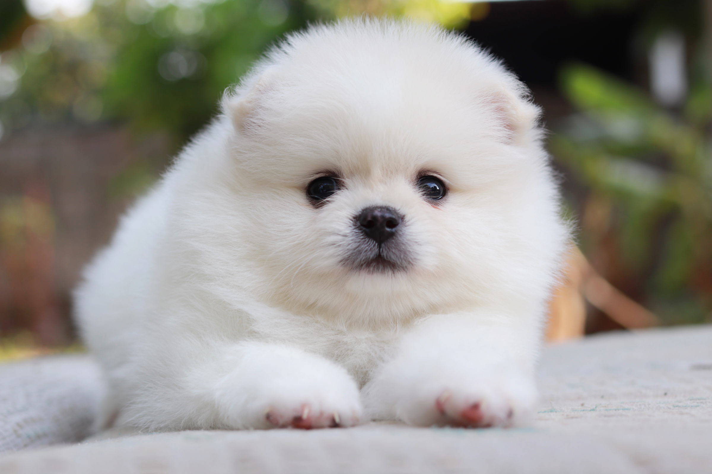 ปอมเมอเรเนียน เพศผู้ขาว