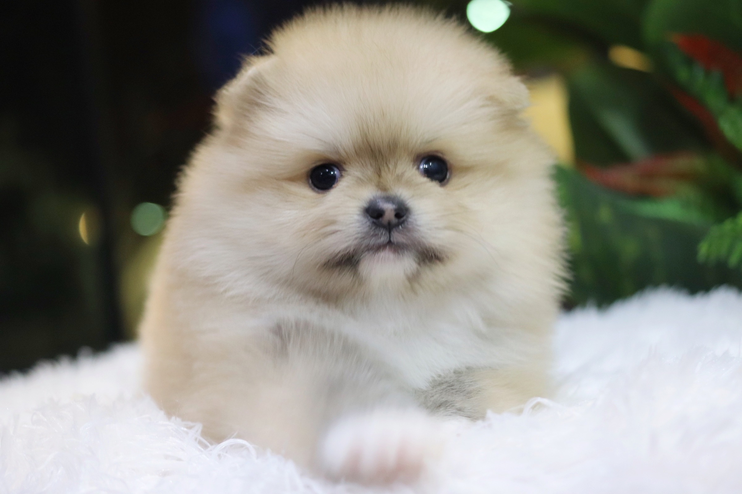 ปอมเมอเรเนียน เพศเมีย สีส้ม