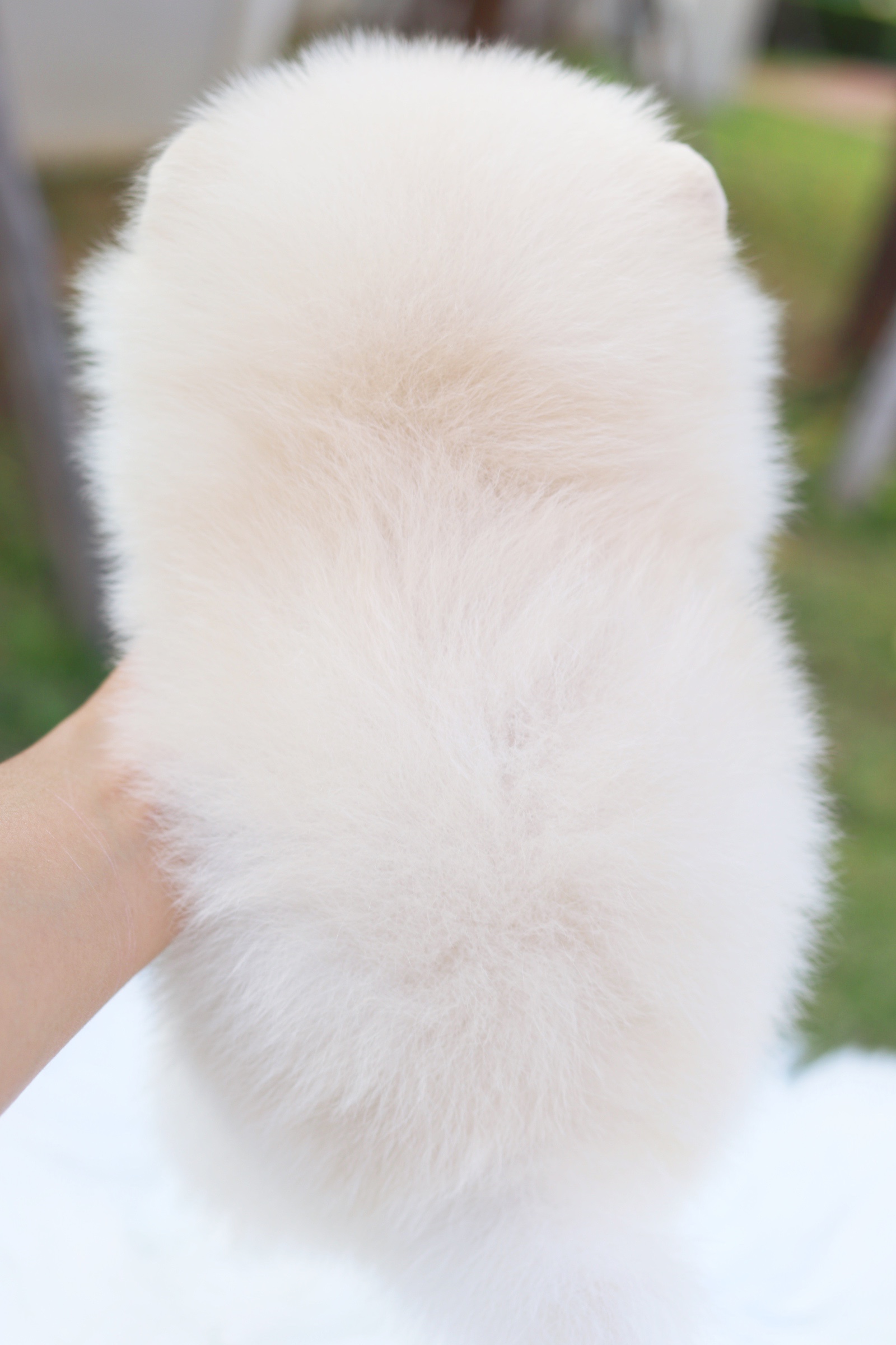 ปอมเมอเรเนียน เพศผู้ สีขาวครีม