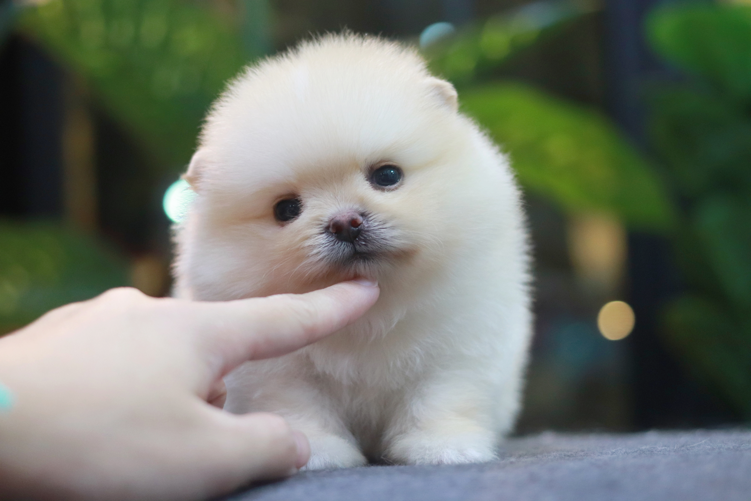 ปอมเมอเรเนียน เพศผู้