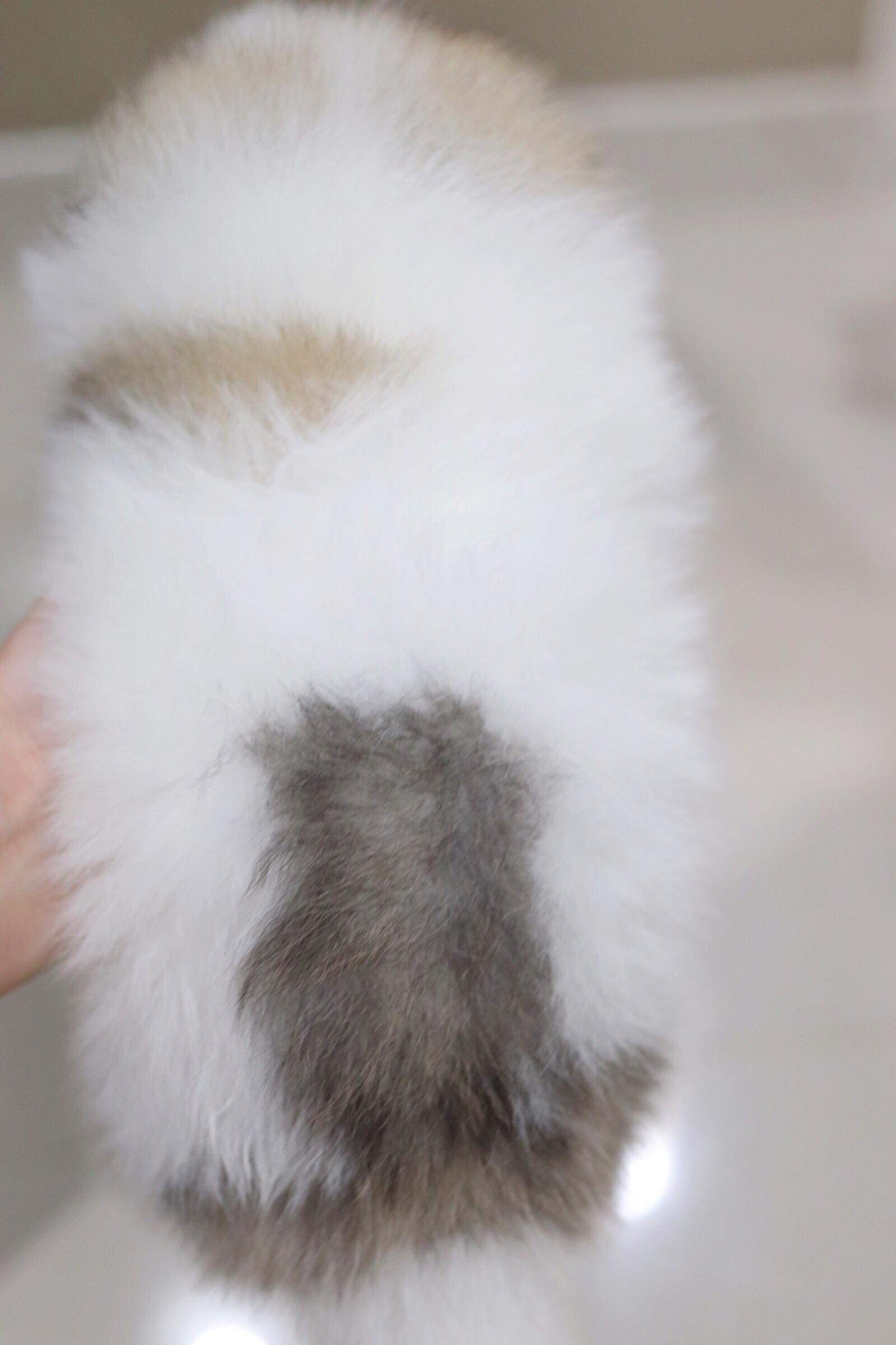 ปอมเมอเรเนียน เพศผู้